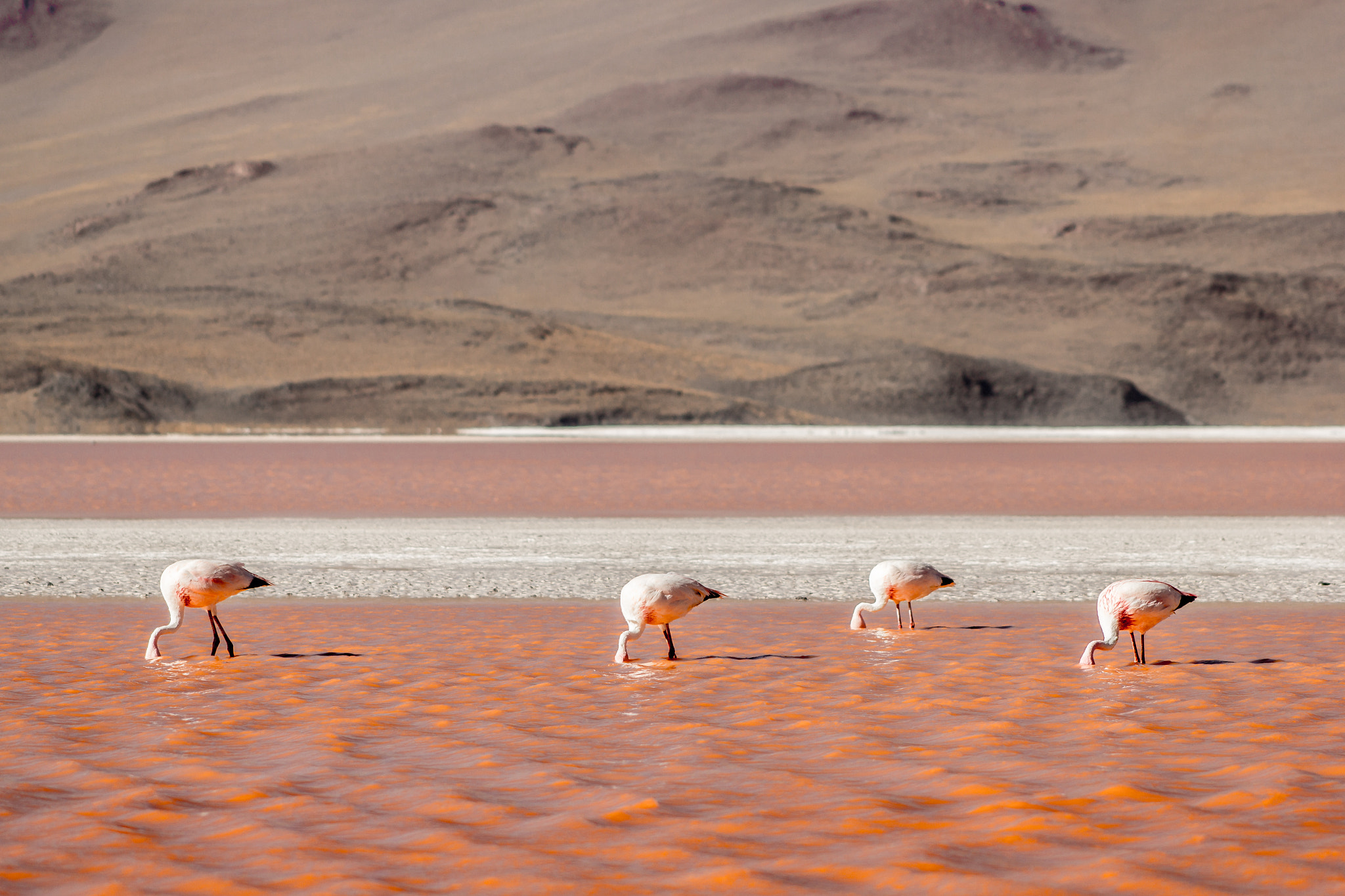 Canon EOS 60D + EF75-300mm f/4-5.6 sample photo. Flamingo symmetry photography