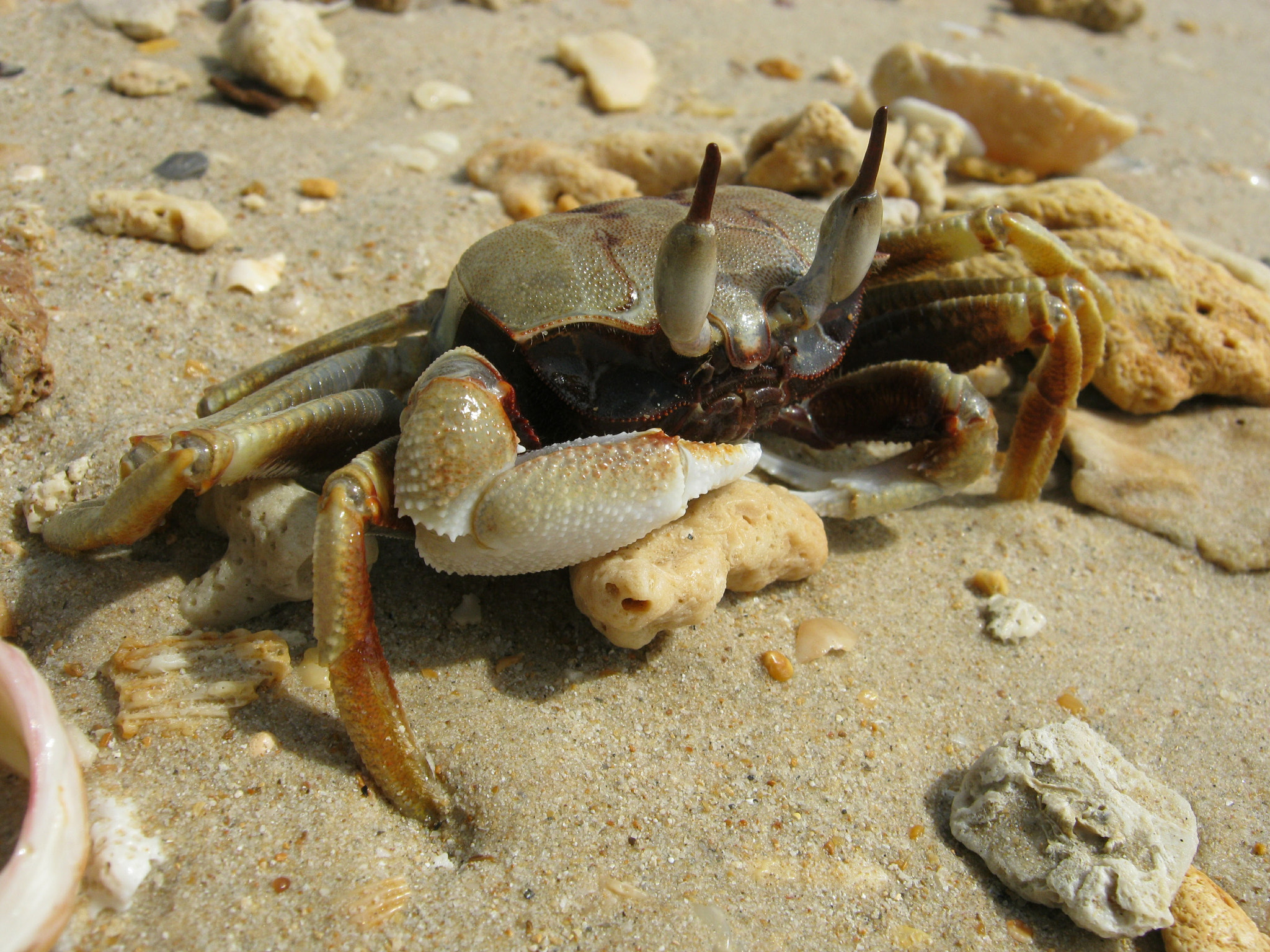Canon PowerShot A495 sample photo. Crab from krabi photography