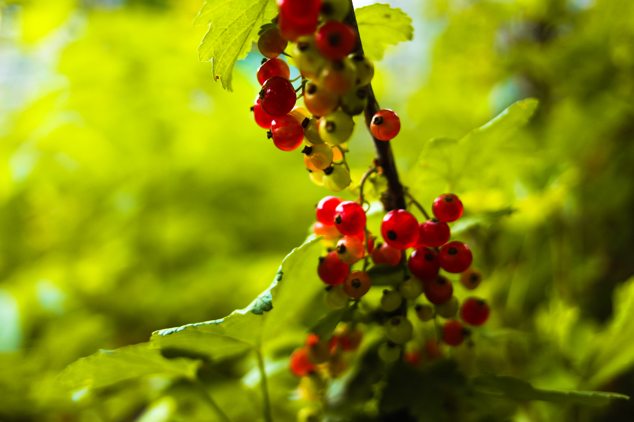 Canon EOS 650D (EOS Rebel T4i / EOS Kiss X6i) + Canon EF 24mm F2.8 sample photo. Red currant photography