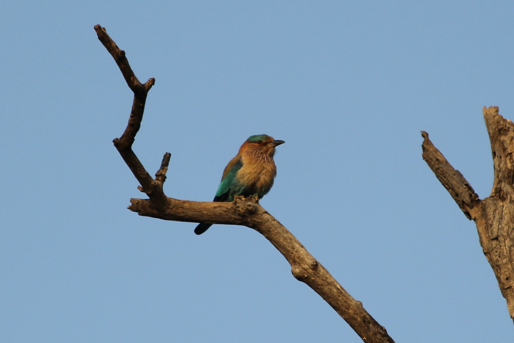 Canon EF 70-300mm F4-5.6 IS USM sample photo. Indian roller , scientific name coracias benghalensis photography