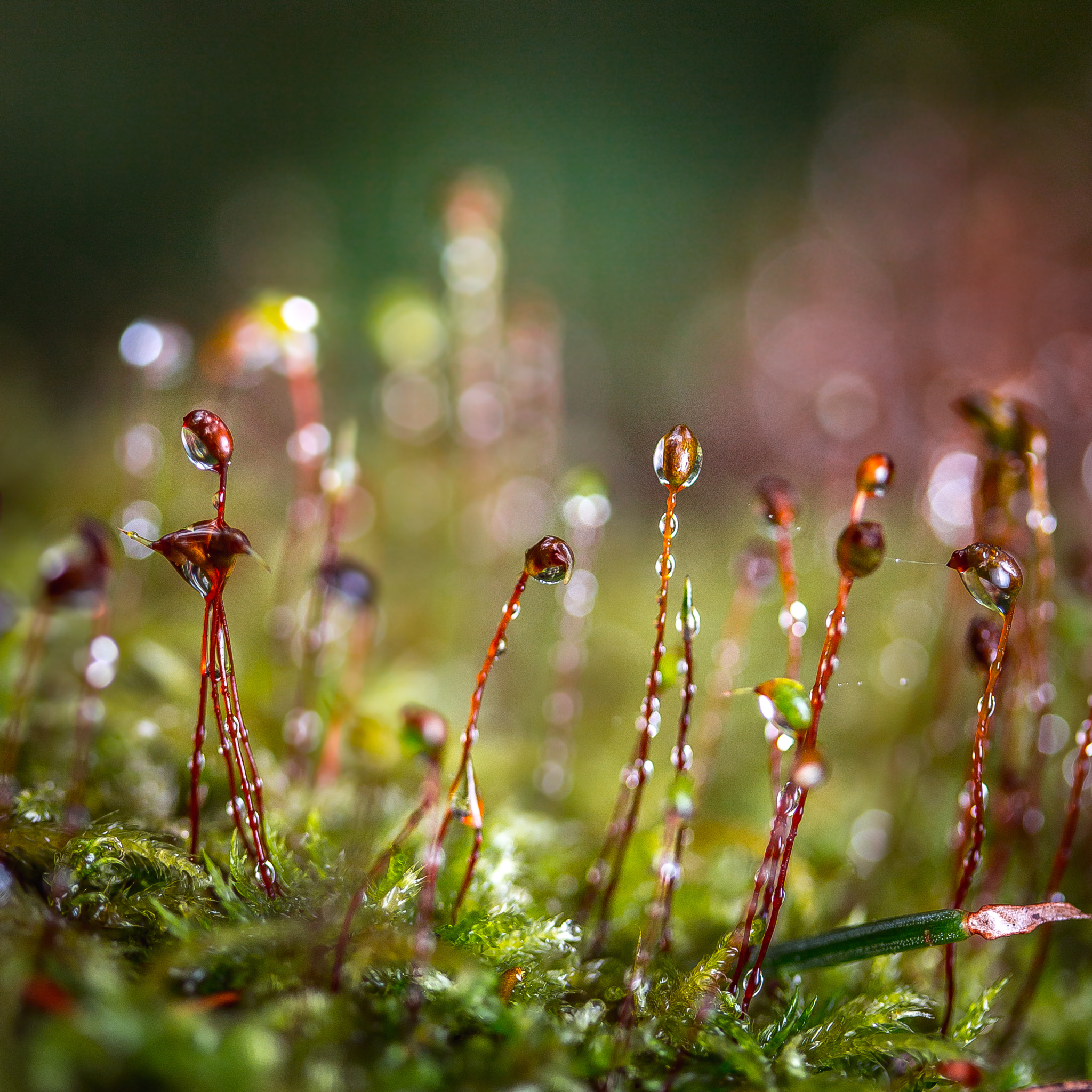 Canon EF-S 60mm F2.8 Macro USM sample photo. Moss photography