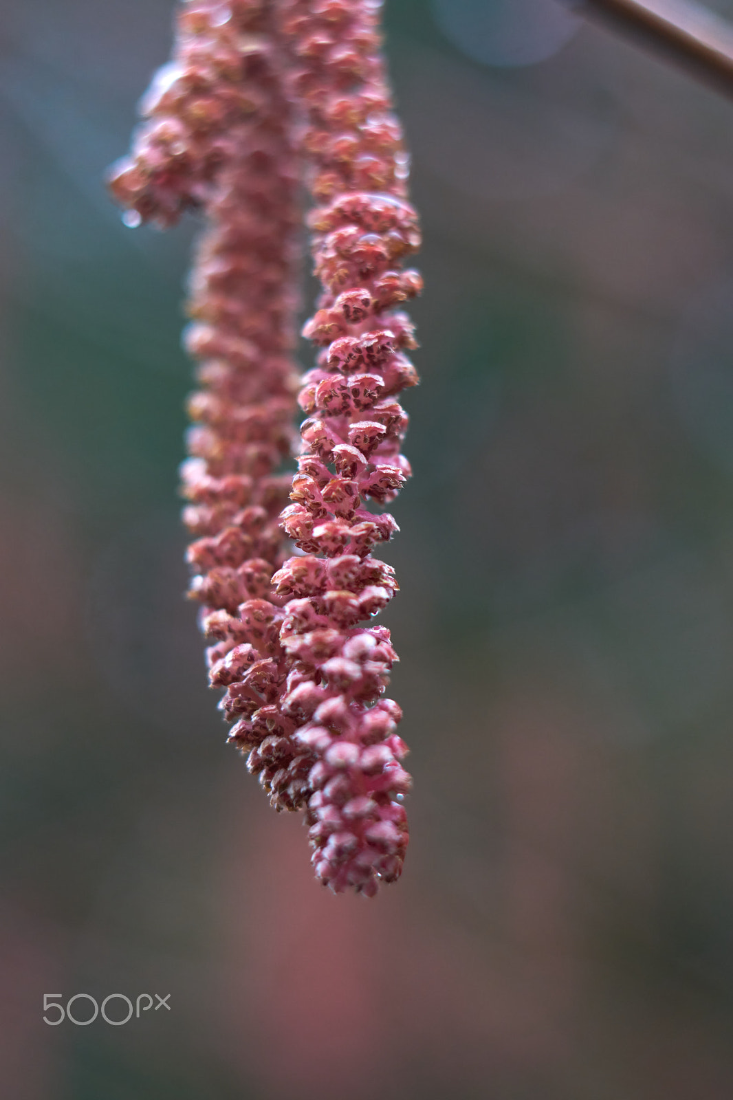 Sony E 50mm F1.8 OSS sample photo. Corylus? photography