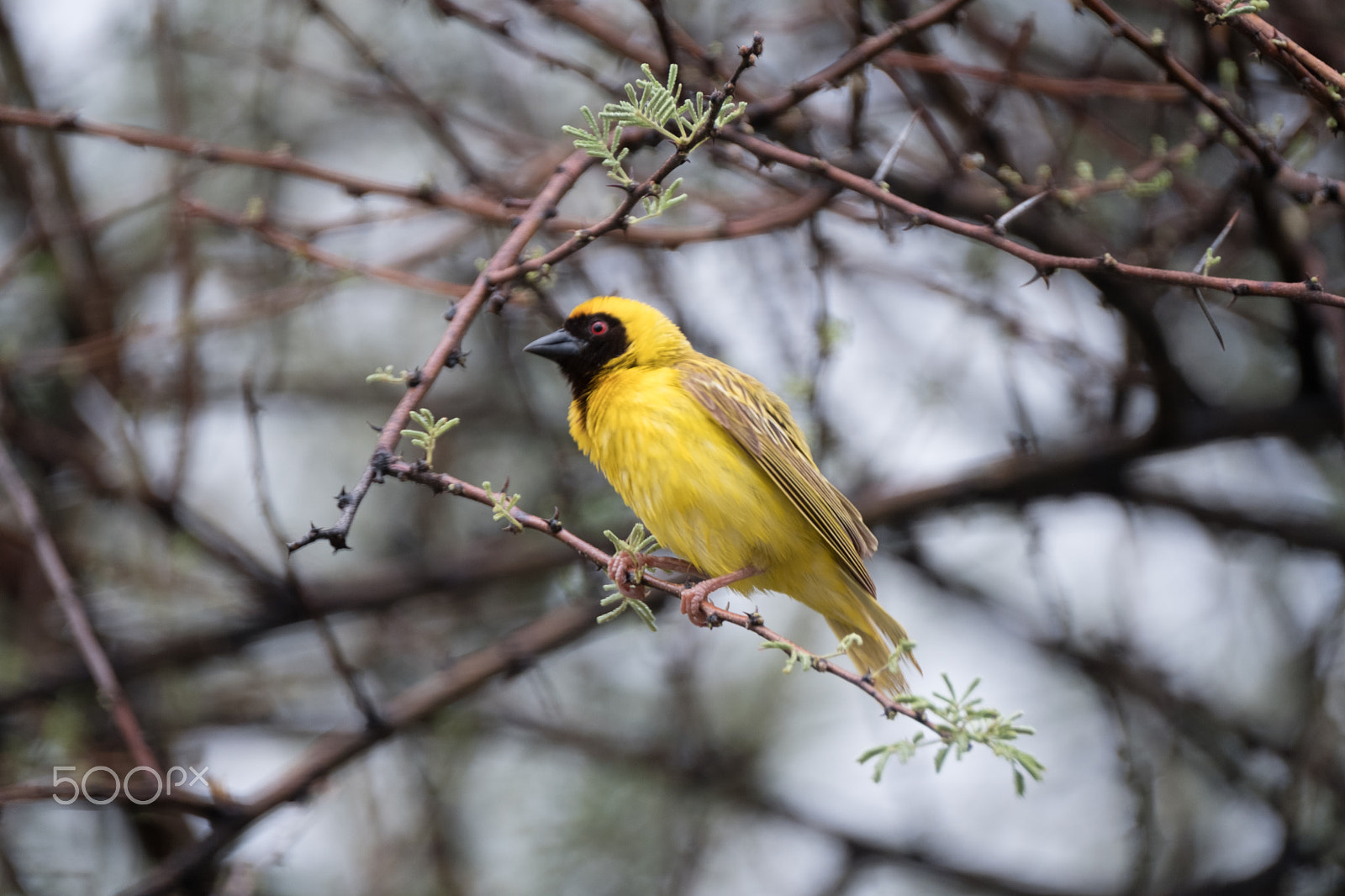 Fujifilm XF 100-400mm F4.5-5.6 R LM OIS WR sample photo. Masked weaver photography