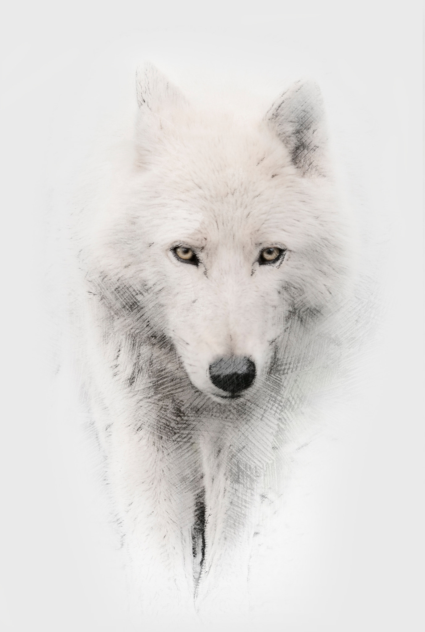 Canon EOS-1Ds Mark III + Canon EF 100-400mm F4.5-5.6L IS USM sample photo. Arctic wolf photography