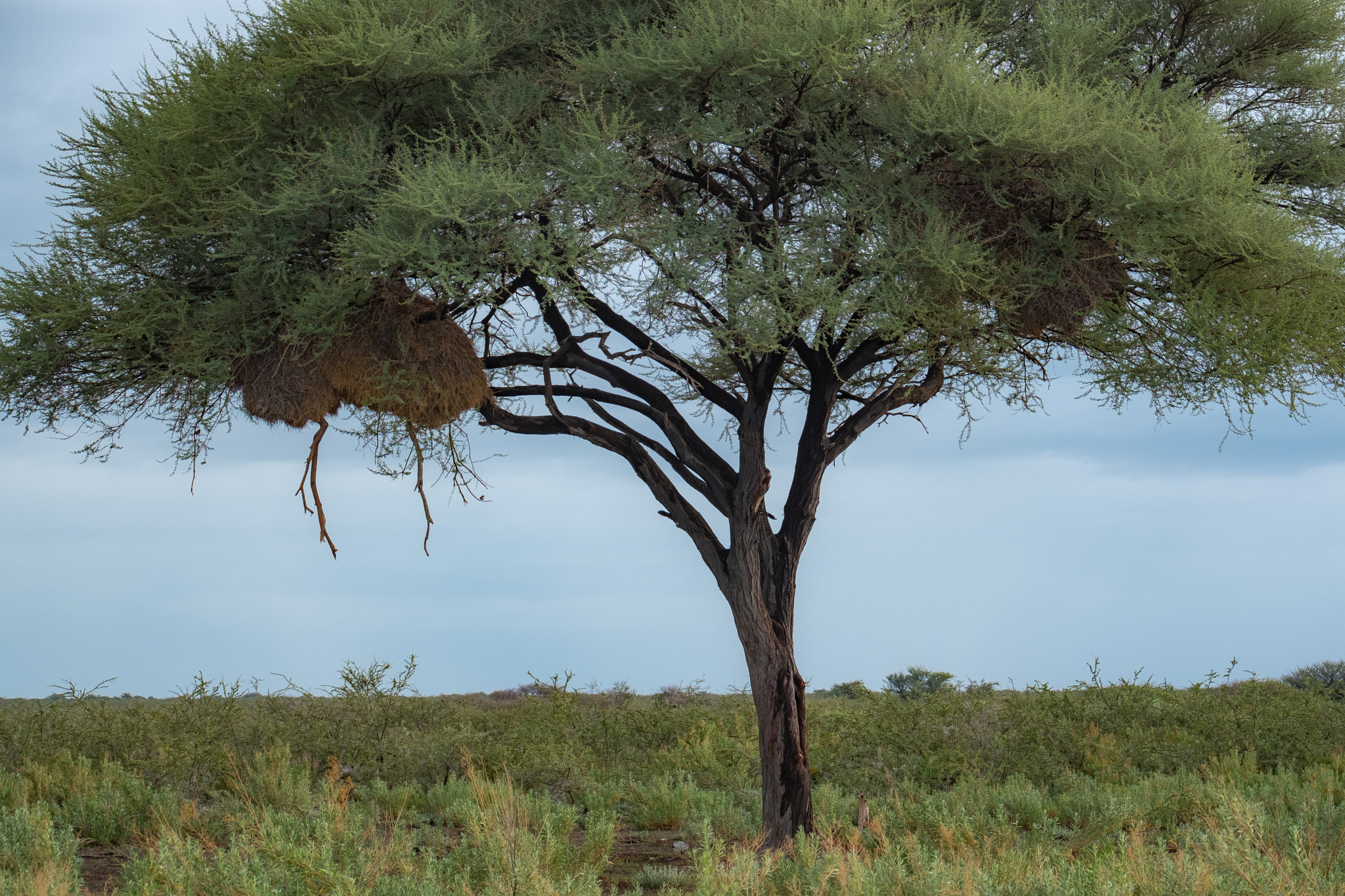 Fujifilm XF 100-400mm F4.5-5.6 R LM OIS WR sample photo. Weaver nest photography