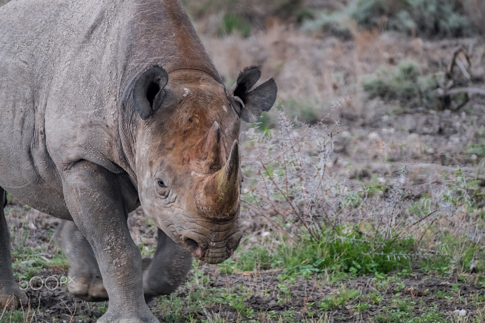 Fujifilm X-T2 sample photo. Rhino photography