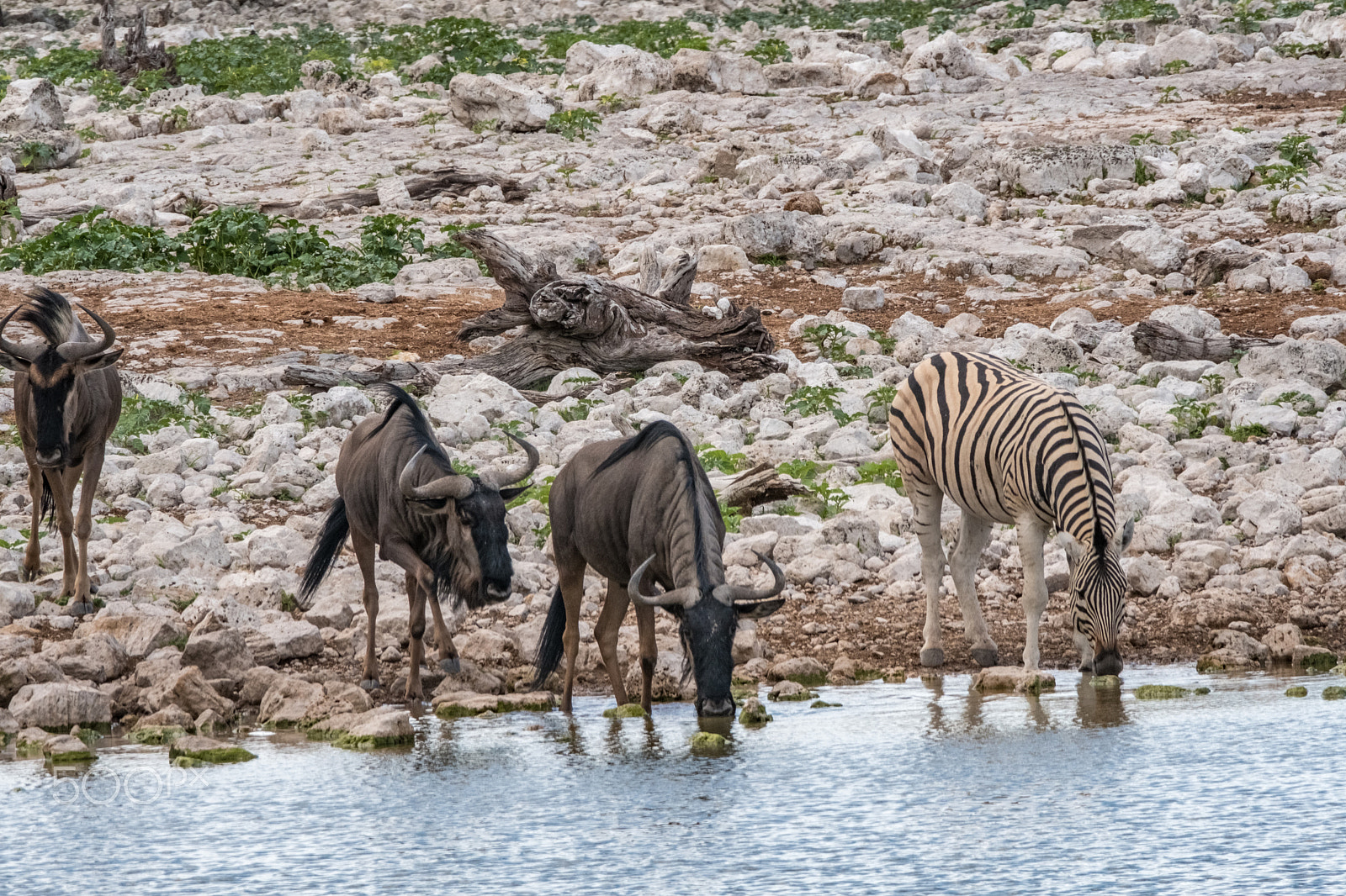 Fujifilm XF 100-400mm F4.5-5.6 R LM OIS WR sample photo. Zebra and wilderbeest at waterhole photography