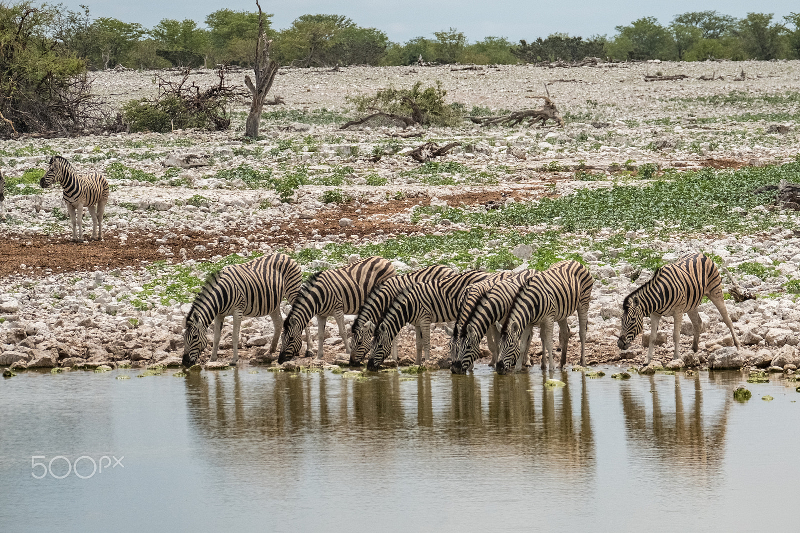 Fujifilm X-T2 sample photo. Zebras at waterhole photography