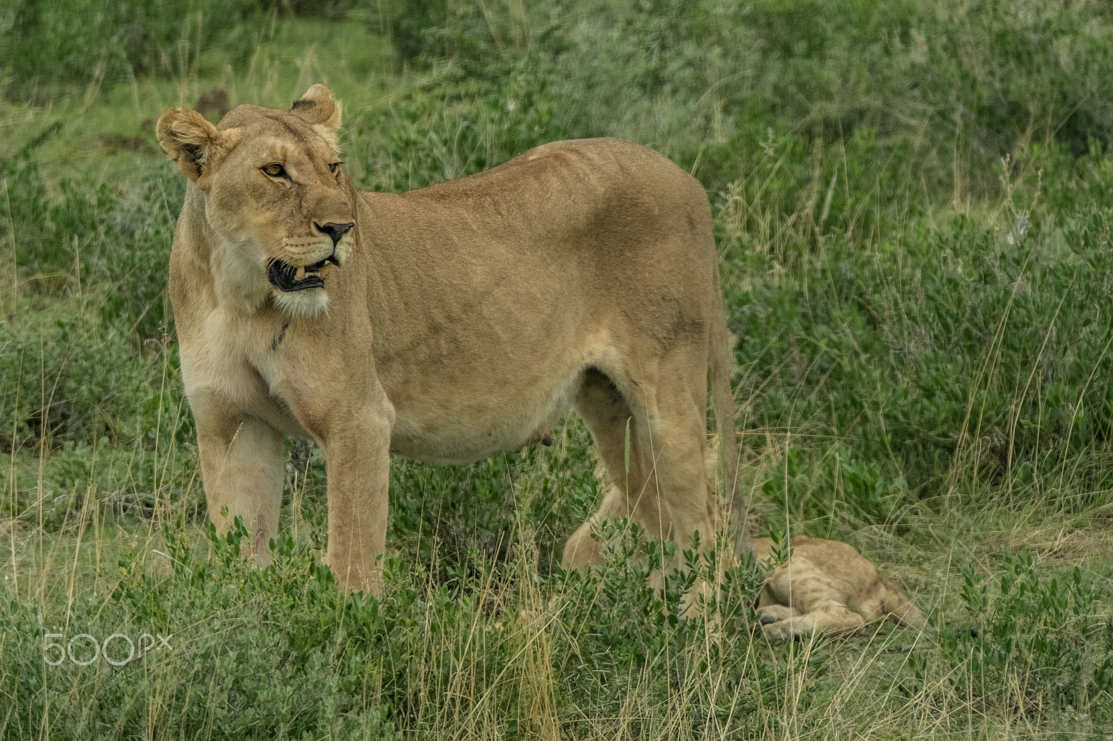 Fujifilm XF 100-400mm F4.5-5.6 R LM OIS WR sample photo. Lion on watch photography