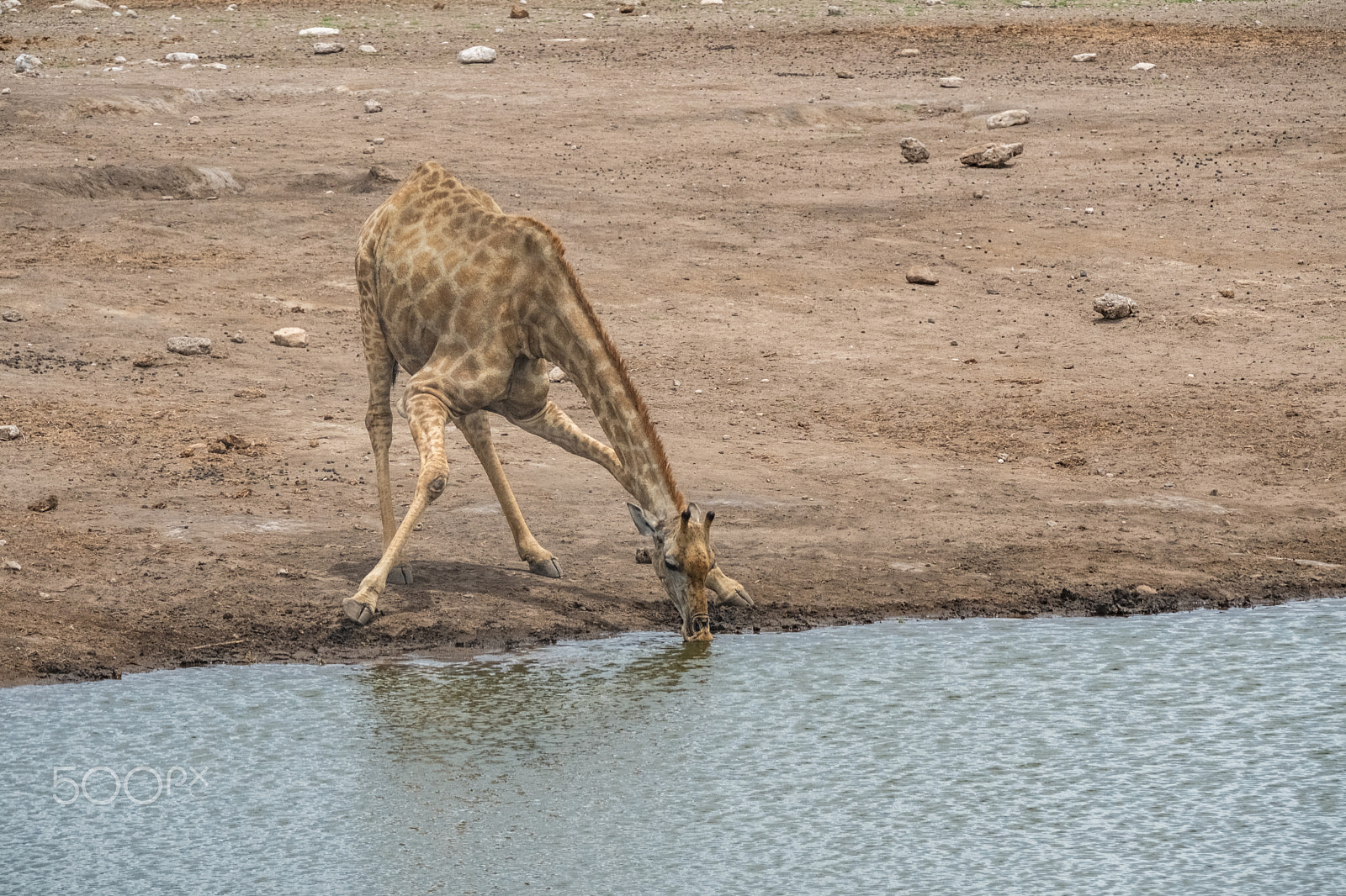 Fujifilm X-T2 sample photo. Drinking giraffe photography