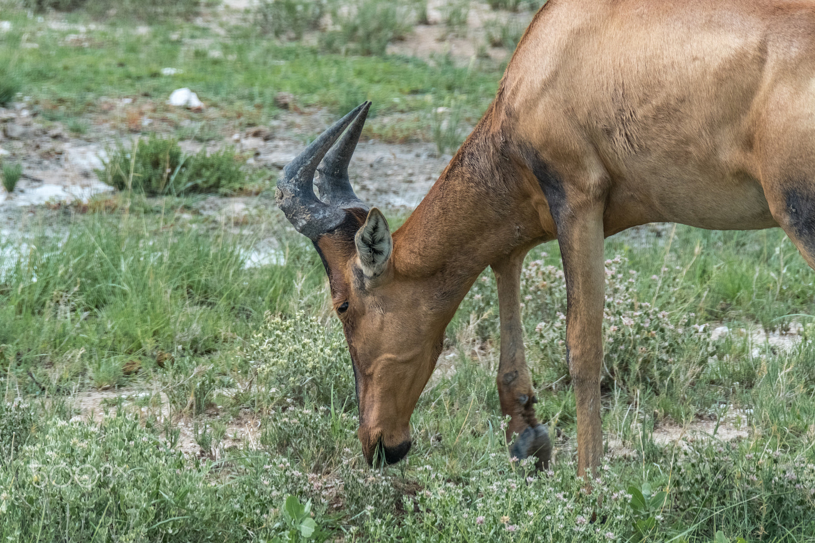 XF100-400mmF4.5-5.6 R LM OIS WR + 1.4x sample photo. Red hartebeest photography