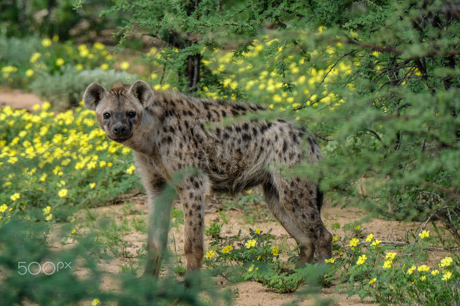 Fujifilm XF 100-400mm F4.5-5.6 R LM OIS WR sample photo. Hyena photography