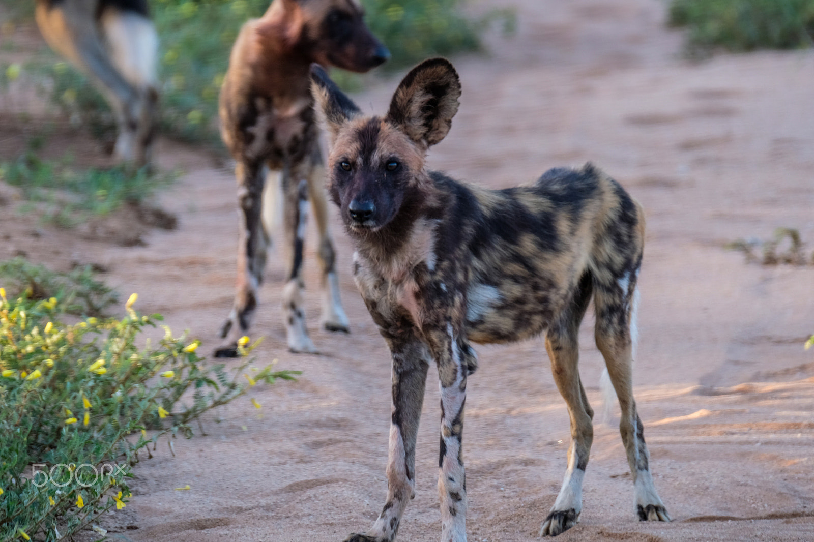 Fujifilm XF 100-400mm F4.5-5.6 R LM OIS WR sample photo. Wild dog photography