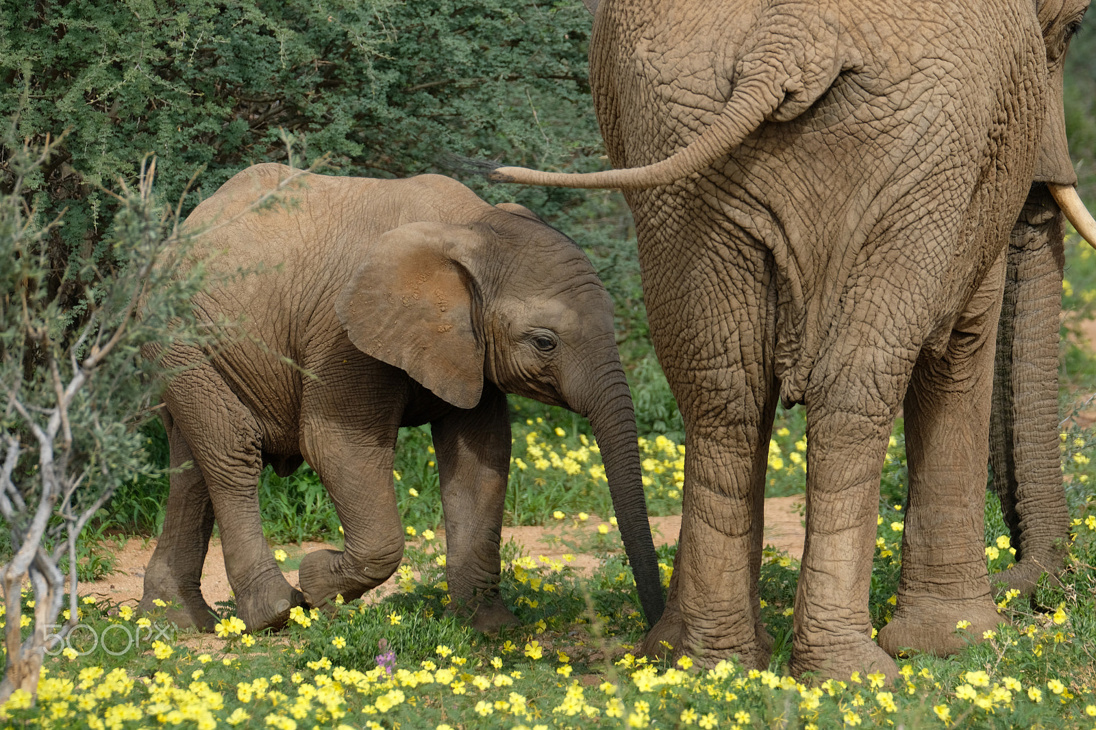 Fujifilm X-T2 sample photo. Elephants photography