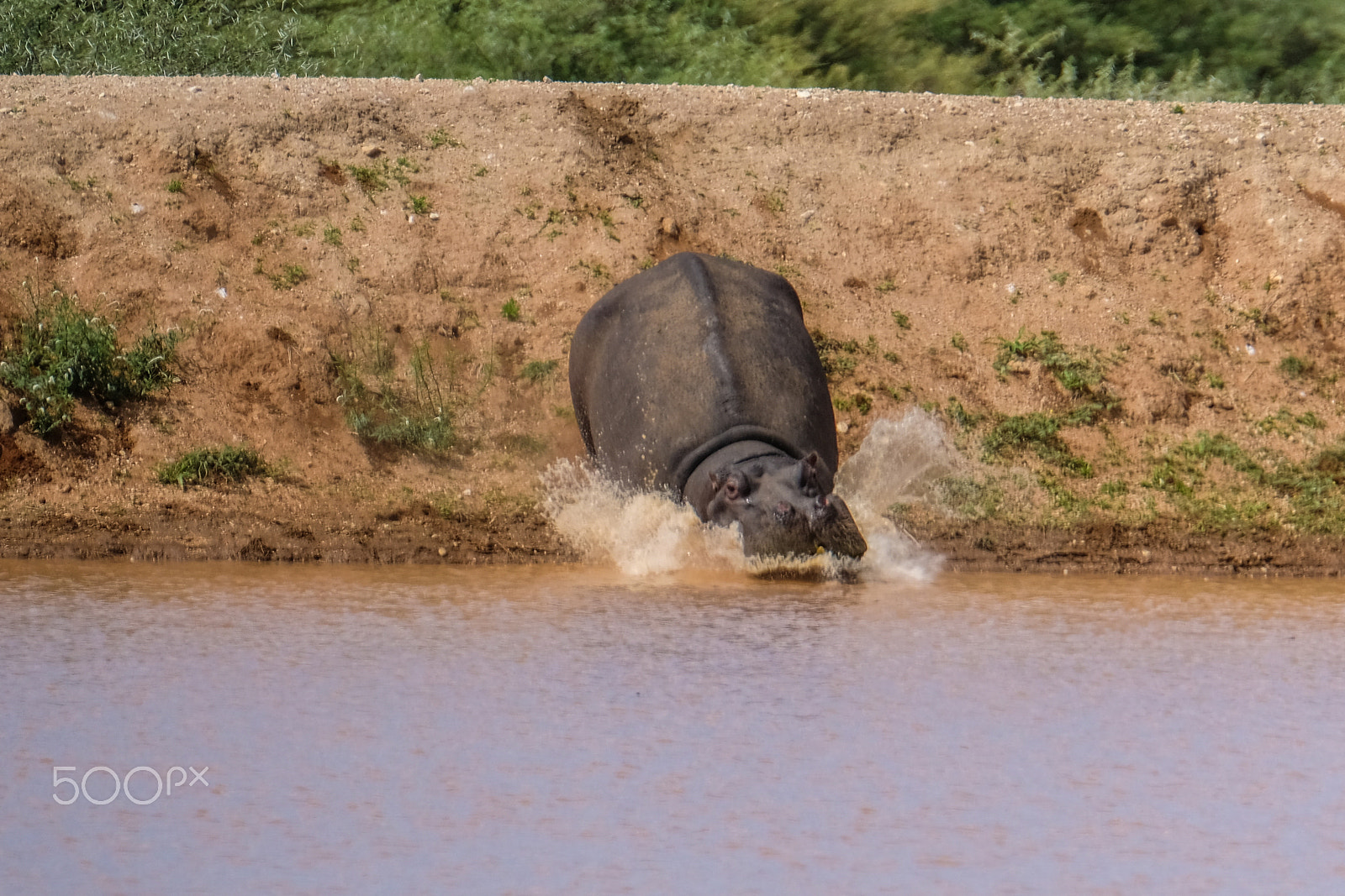 Fujifilm XF 100-400mm F4.5-5.6 R LM OIS WR sample photo. Hippo accelerate downhill photography