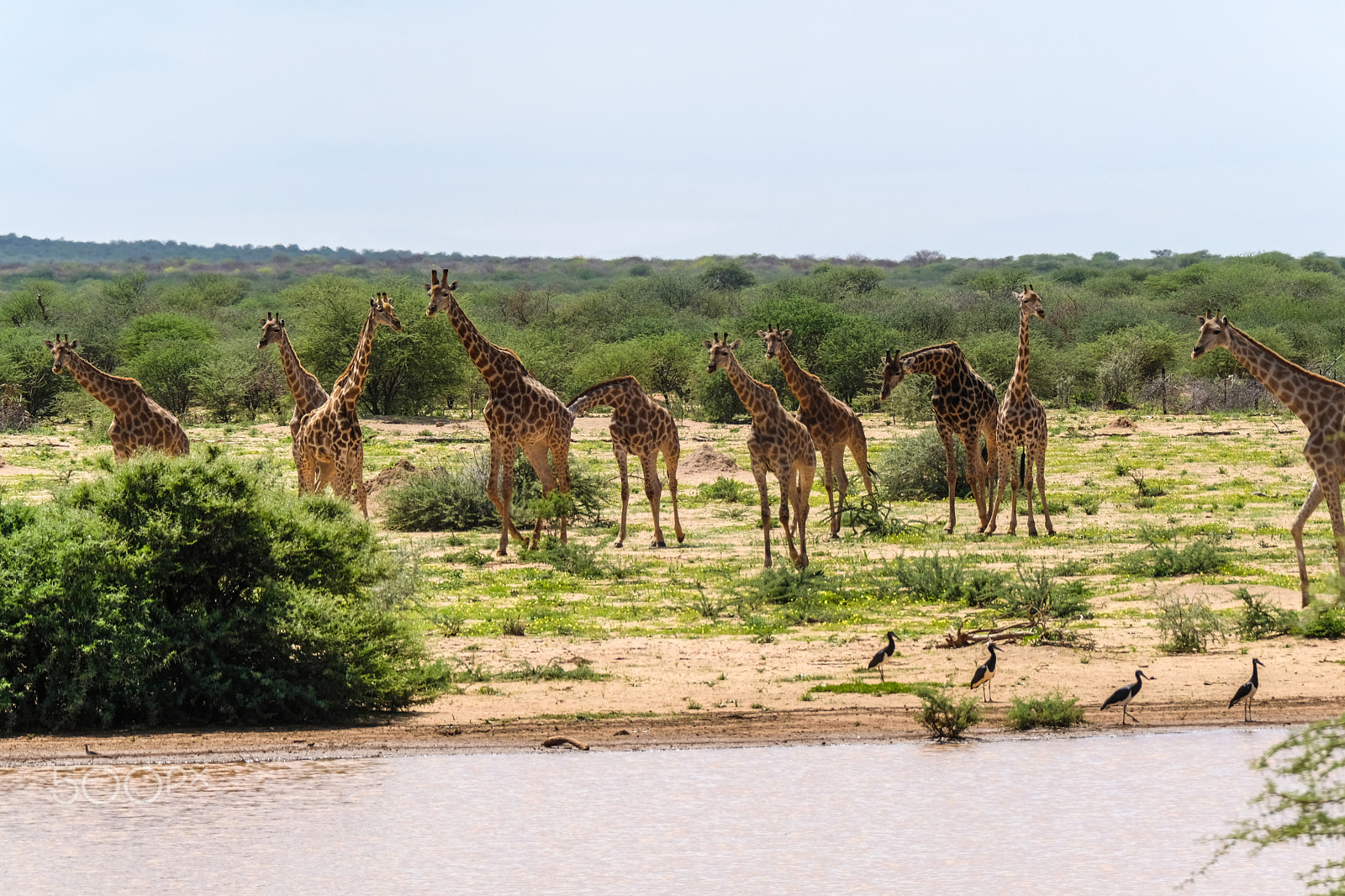 XF100-400mmF4.5-5.6 R LM OIS WR + 1.4x sample photo. Giraffes at waterhole photography