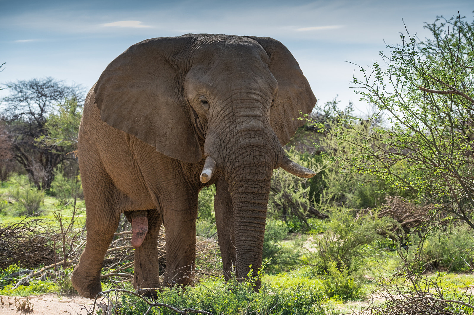 Fujifilm X-T2 sample photo. He elephant in must photography