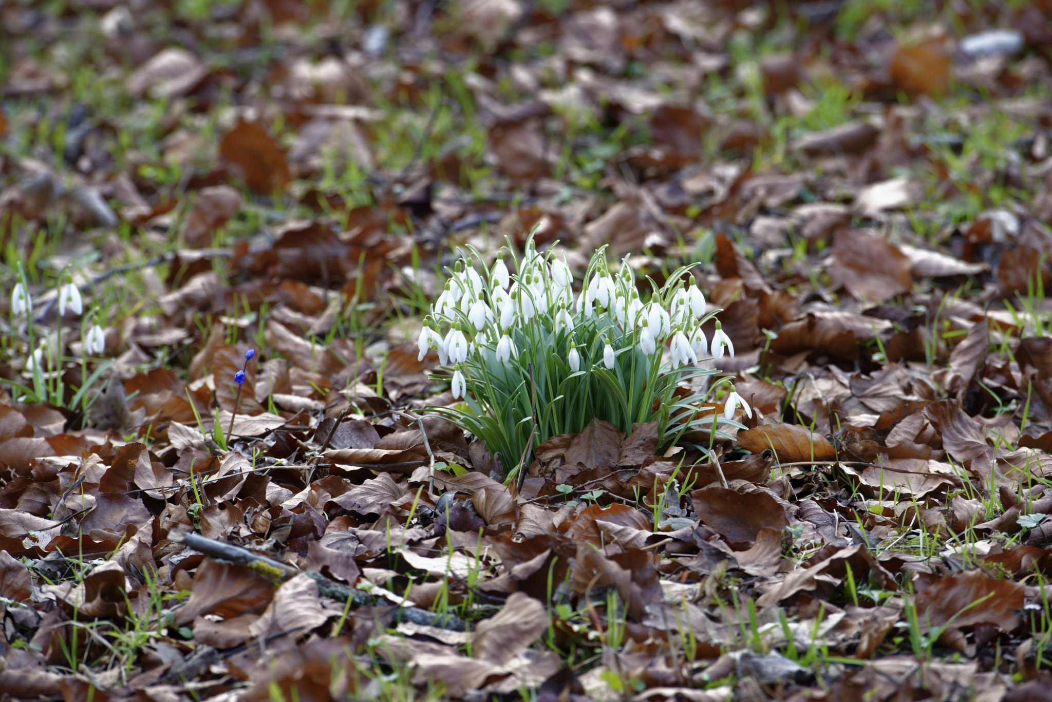 Nikon D810 sample photo. Schneeglökchen in von alten garten,hannover. photography