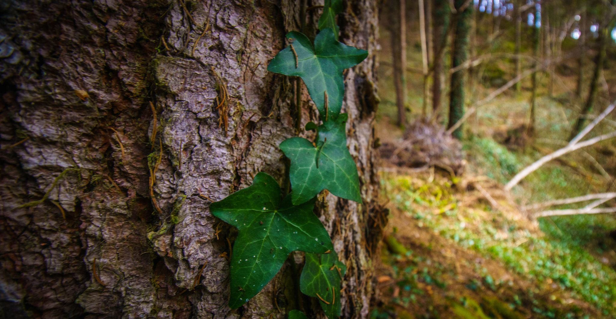 Sony a6000 + Sony DT 50mm F1.8 SAM sample photo. Dsc photography