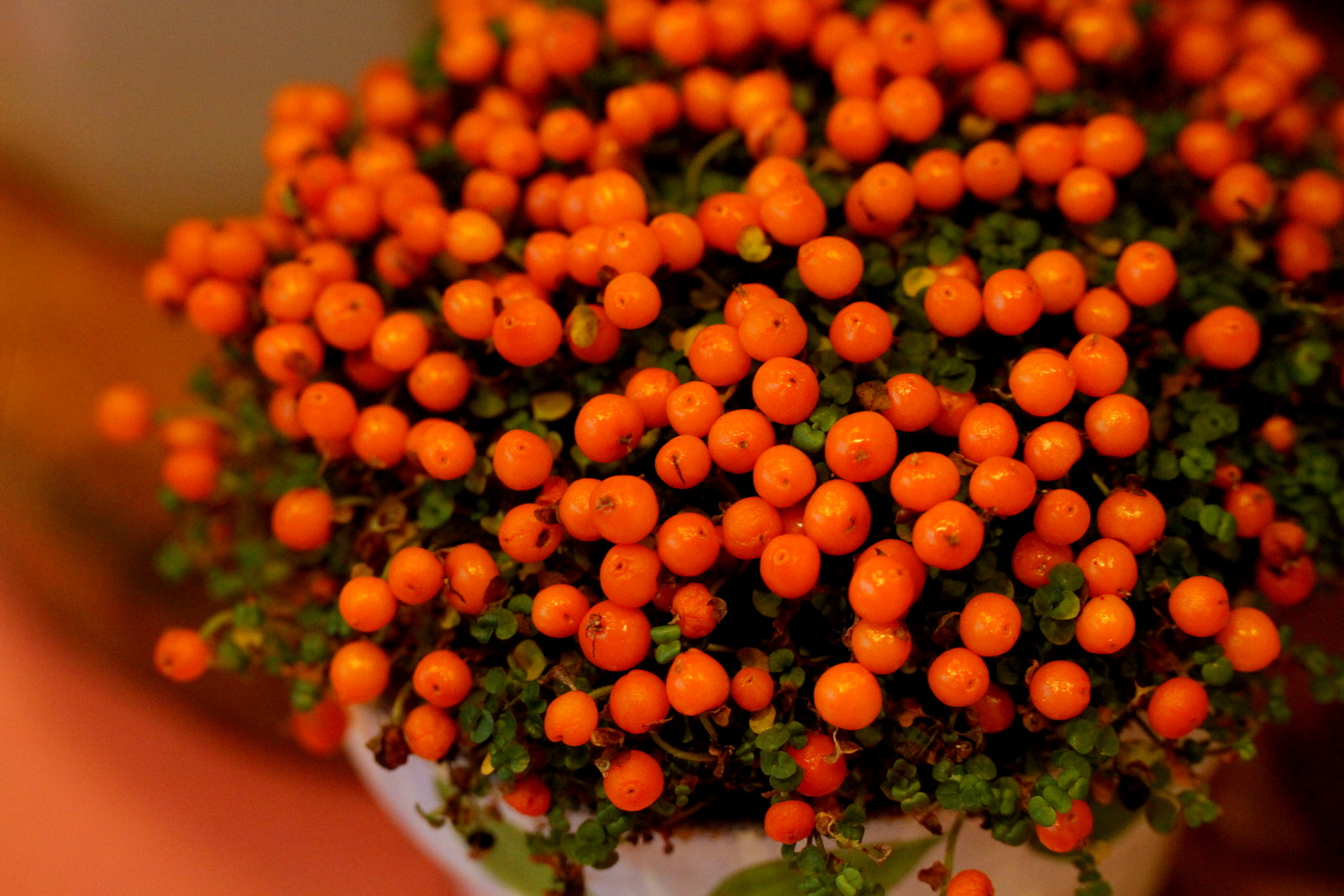 Canon EOS 7D + Tamron SP AF 60mm F2 Di II LD IF Macro sample photo. Orange berries photography