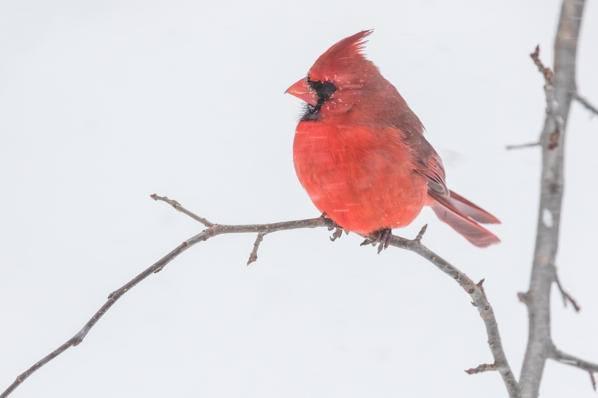 Canon EF 300mm F2.8L IS II USM sample photo. Male cardincal on curved branch photography
