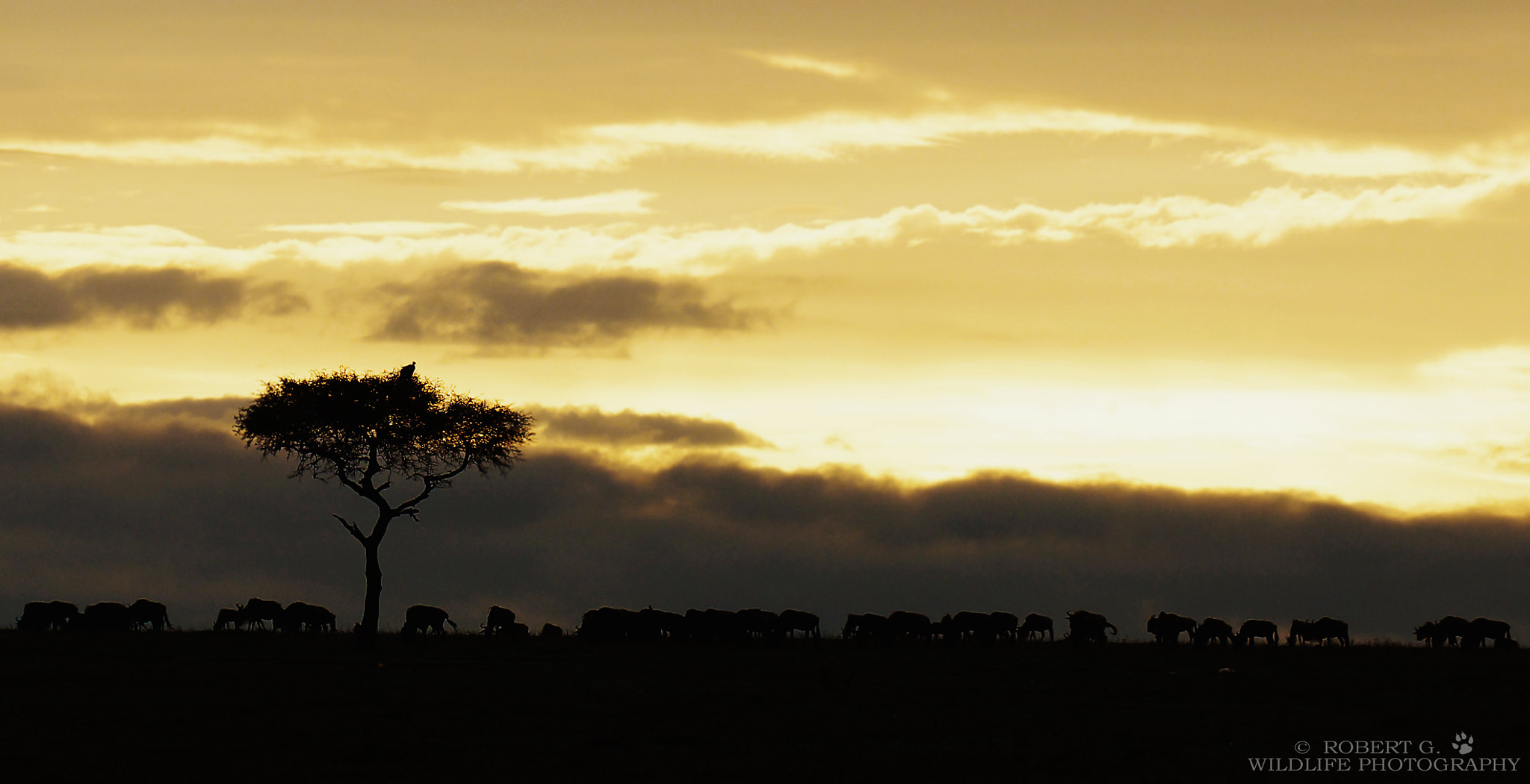 Sony SLT-A77 + Minolta/Sony AF 70-200mm F2.8 G sample photo. Wildebeest at sunset photography
