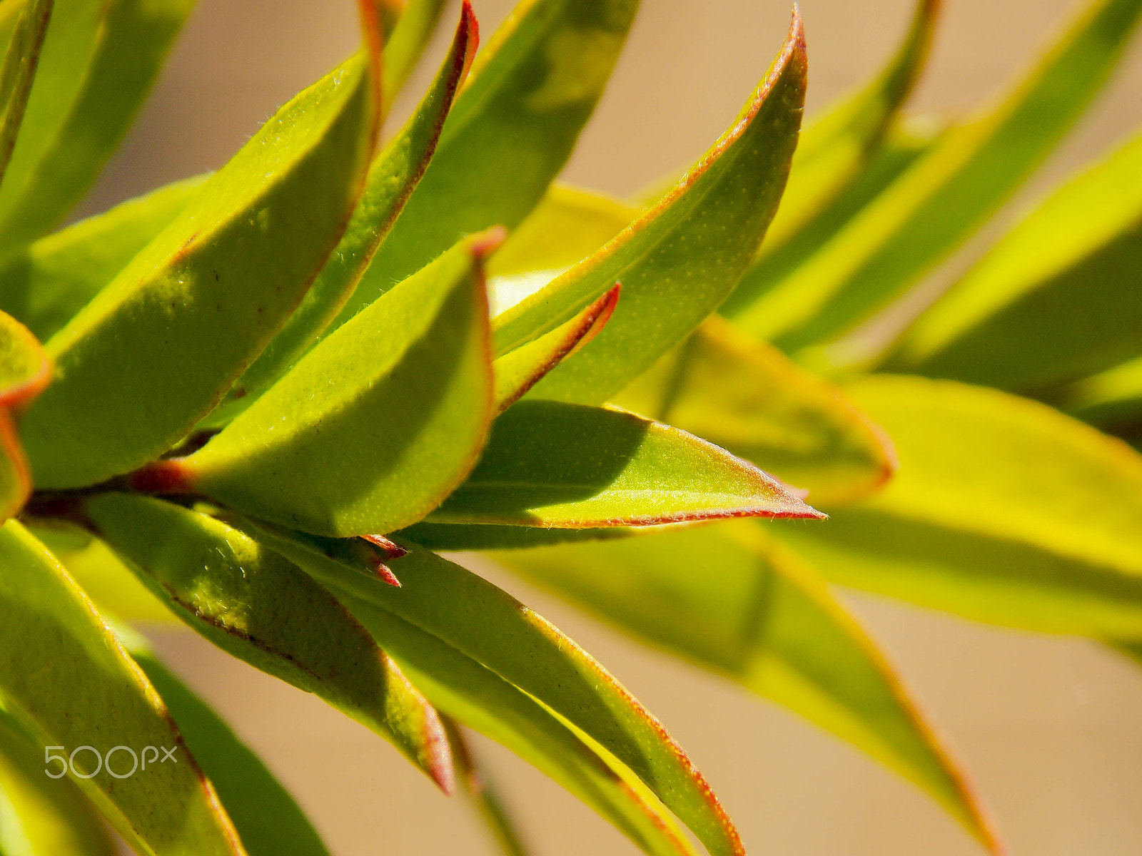 Nikon COOLPIX L320 sample photo. Garden plant photography