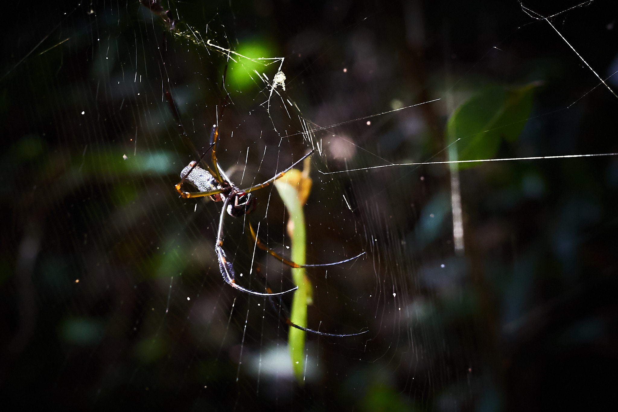 Sigma 60mm F2.8 DN Art sample photo. Spider photography