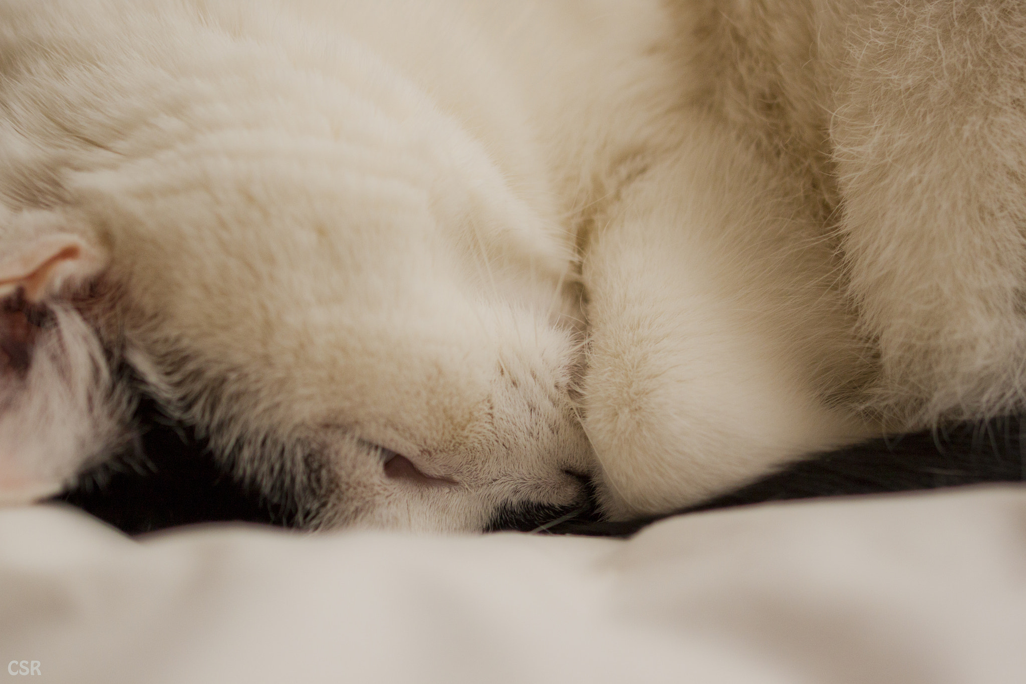 Canon EF 100mm F2.8L Macro IS USM sample photo. Mary lee photography