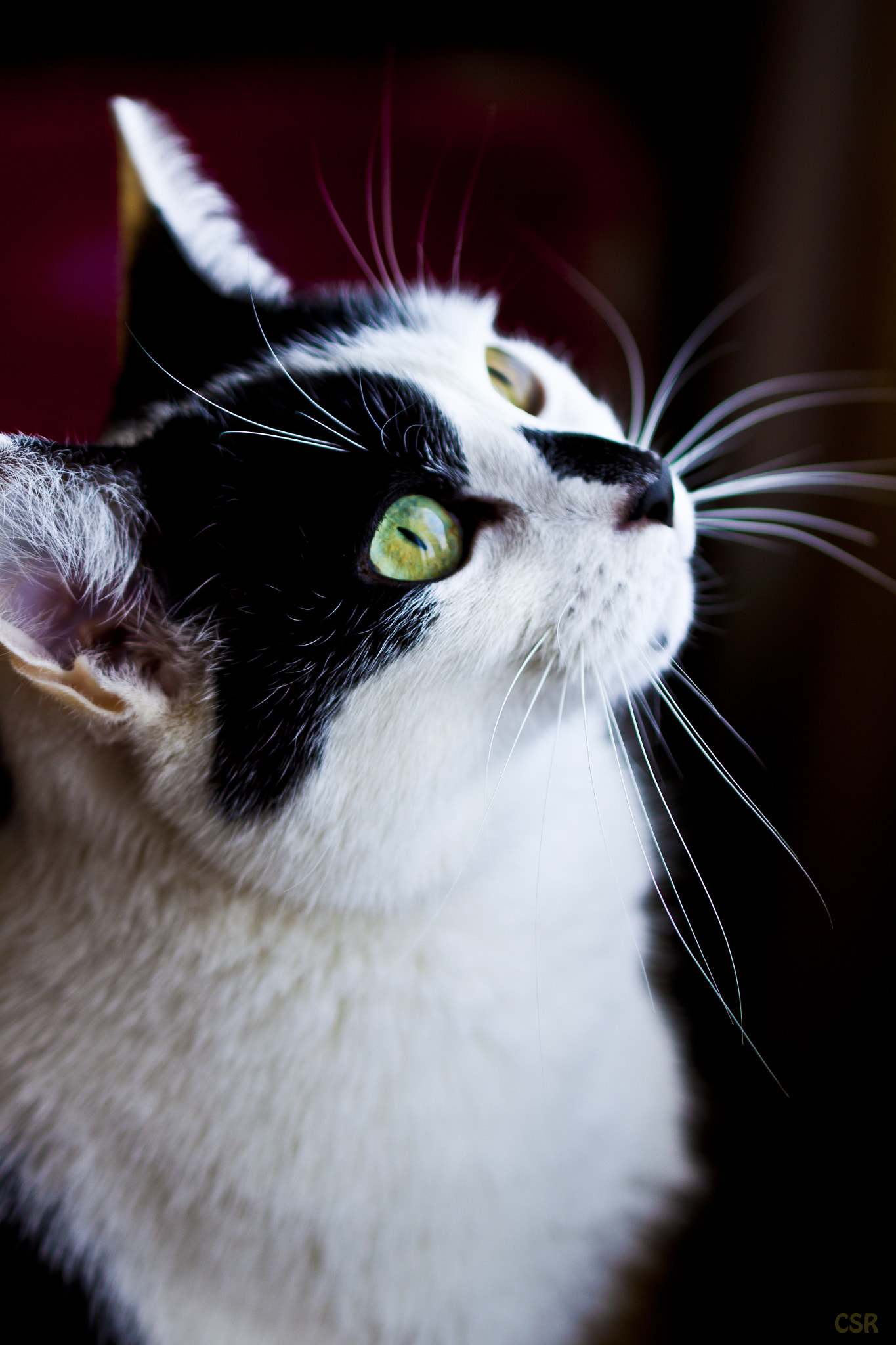 Canon EF 100mm F2.8L Macro IS USM sample photo. Mary lee photography