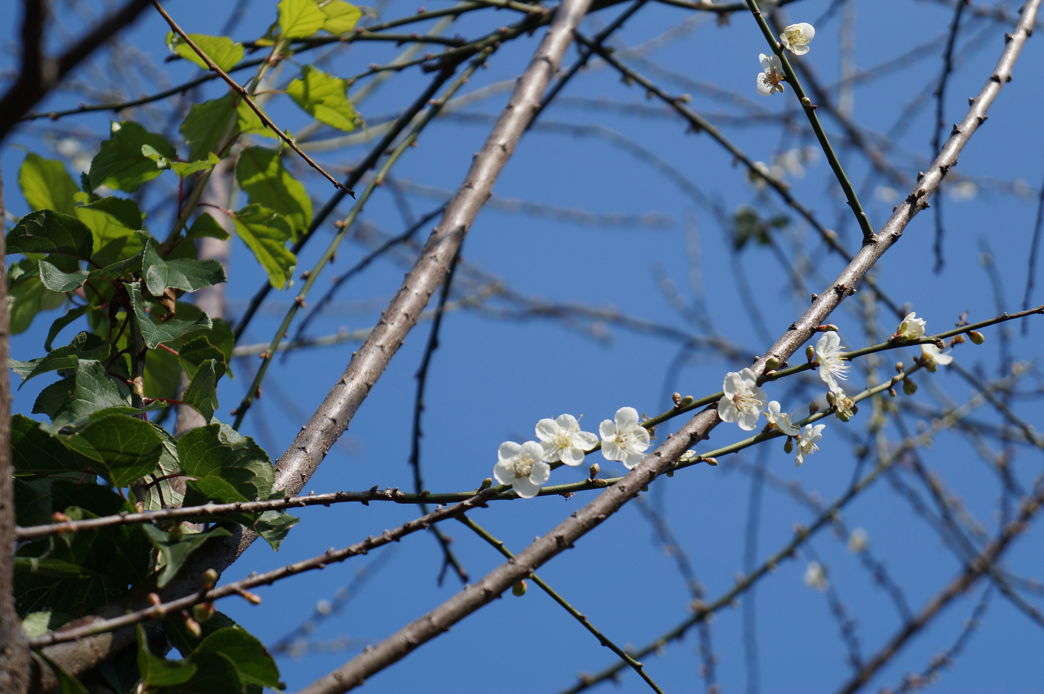 Sony Alpha NEX-F3 sample photo. The plum blossom photography