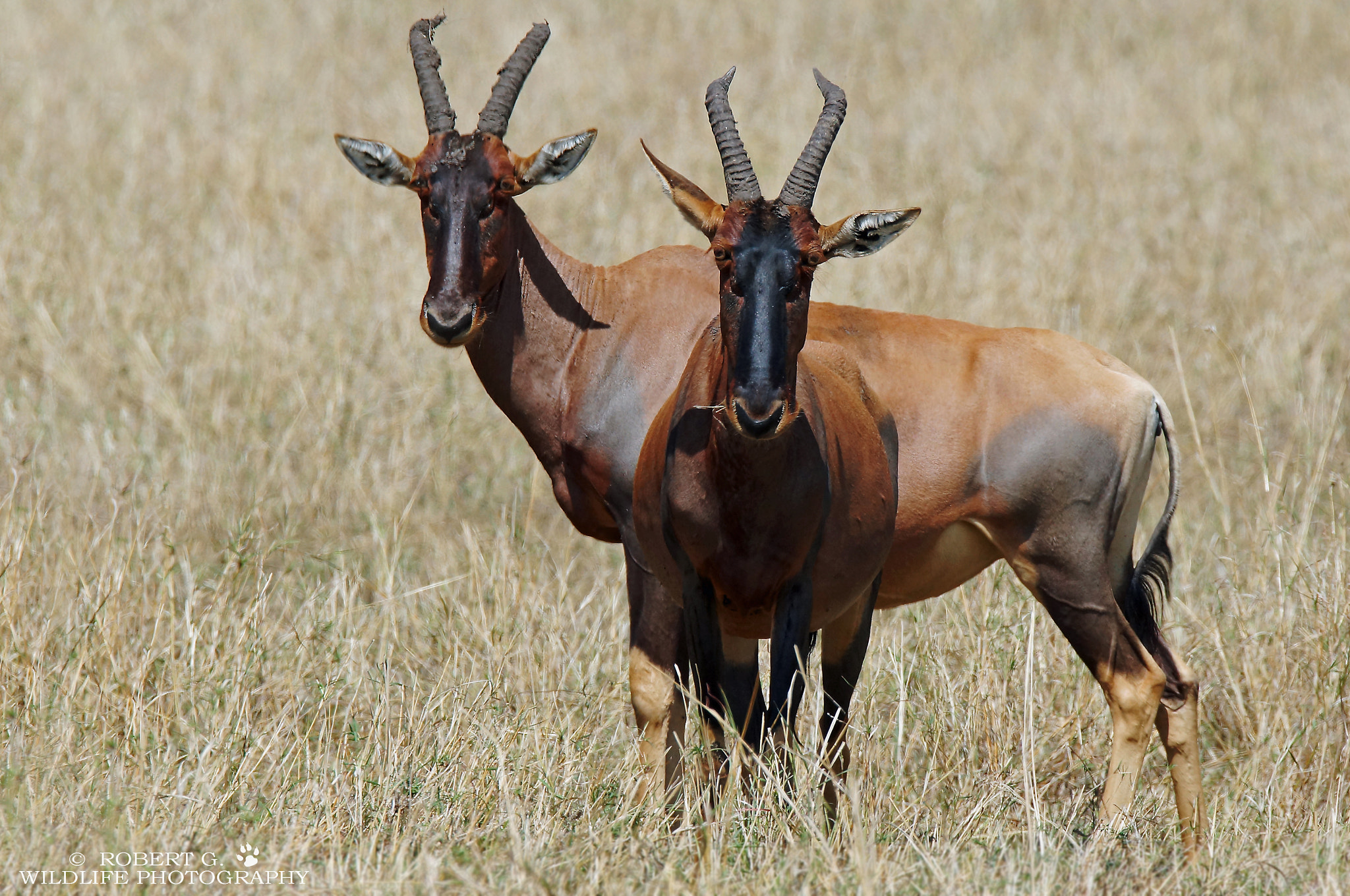 Sony SLT-A77 sample photo. Topi portrait  masai mara 2016 photography