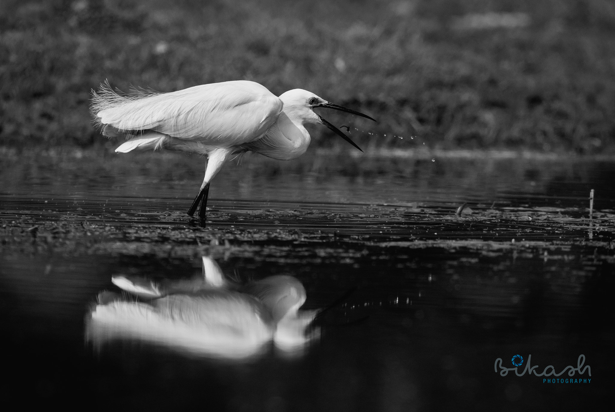 Canon EOS 7D Mark II + Sigma 150-600mm F5-6.3 DG OS HSM | S sample photo. Reflection photography