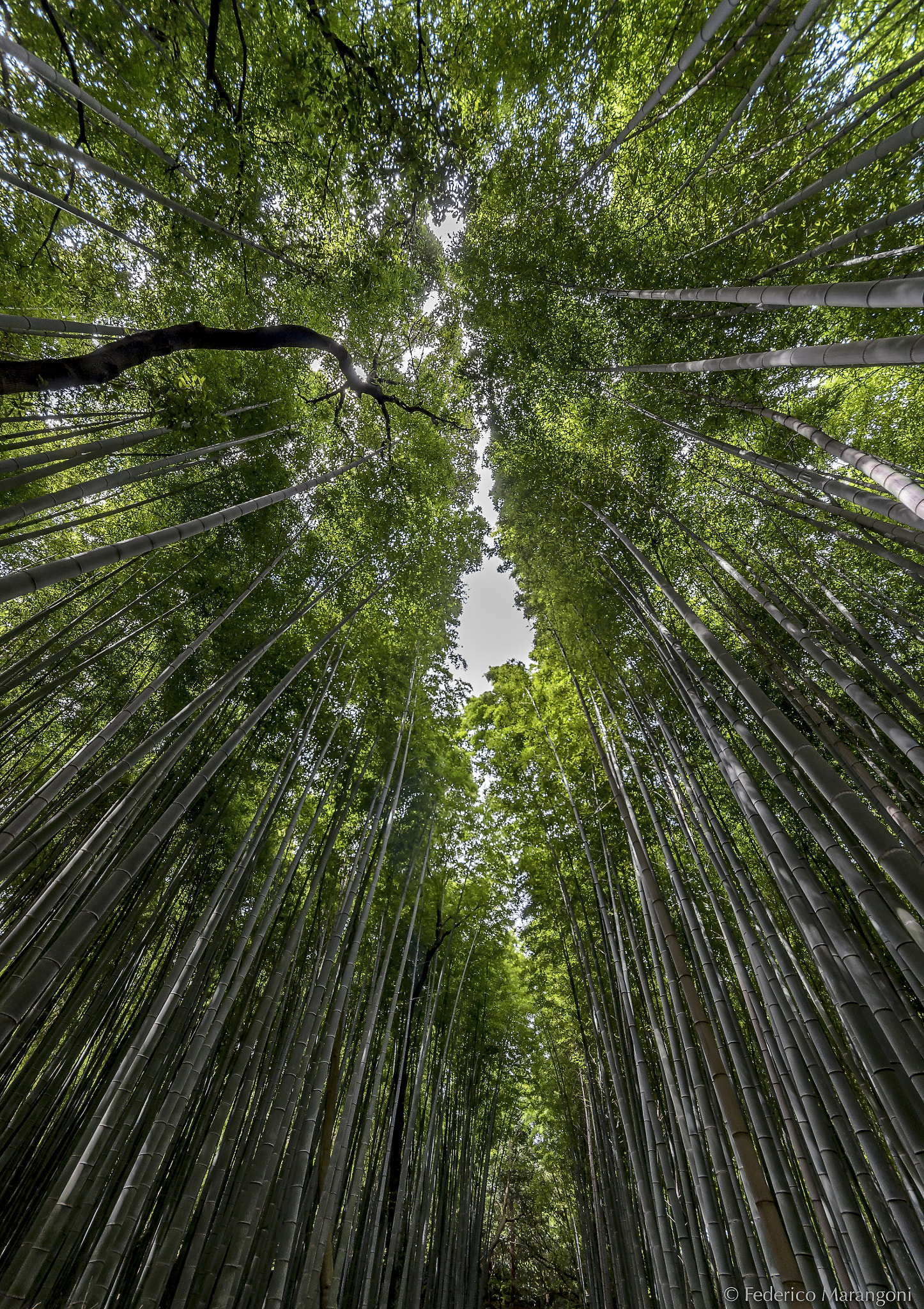 Nikon D7000 + Sigma 8-16mm F4.5-5.6 DC HSM sample photo. Arashiyama bamboo grove photography