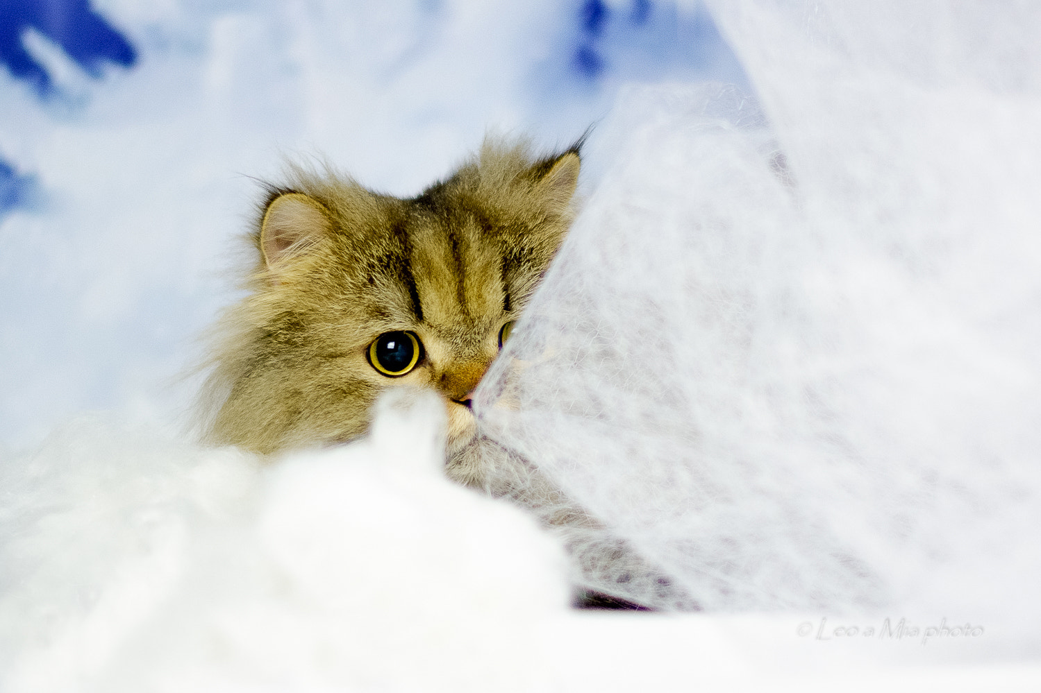 Nikon D7100 + Nikon AF-S Nikkor 50mm F1.4G sample photo. Peek-a-boo photography