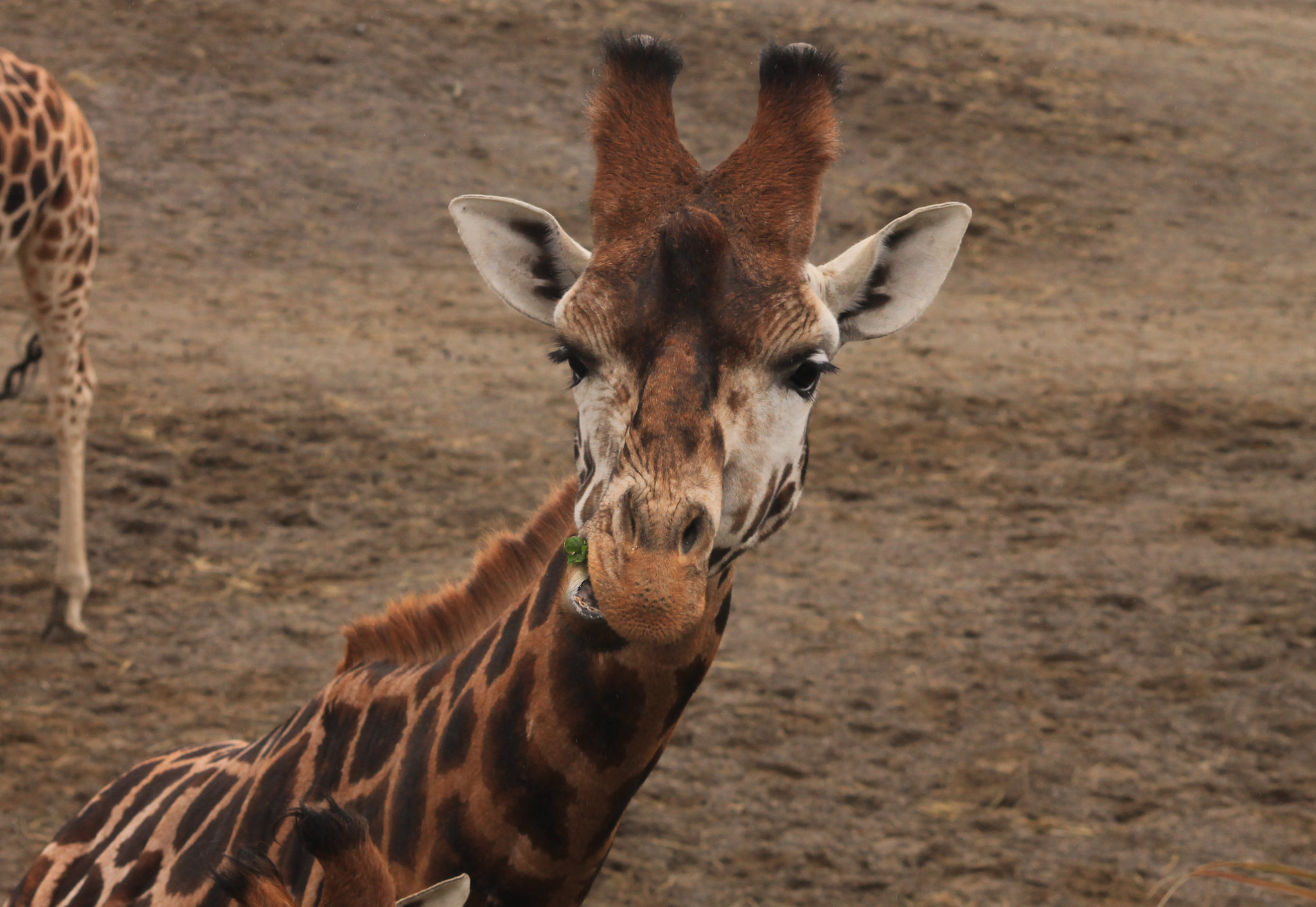 Canon EOS 1100D (EOS Rebel T3 / EOS Kiss X50) sample photo. #girafe life photography