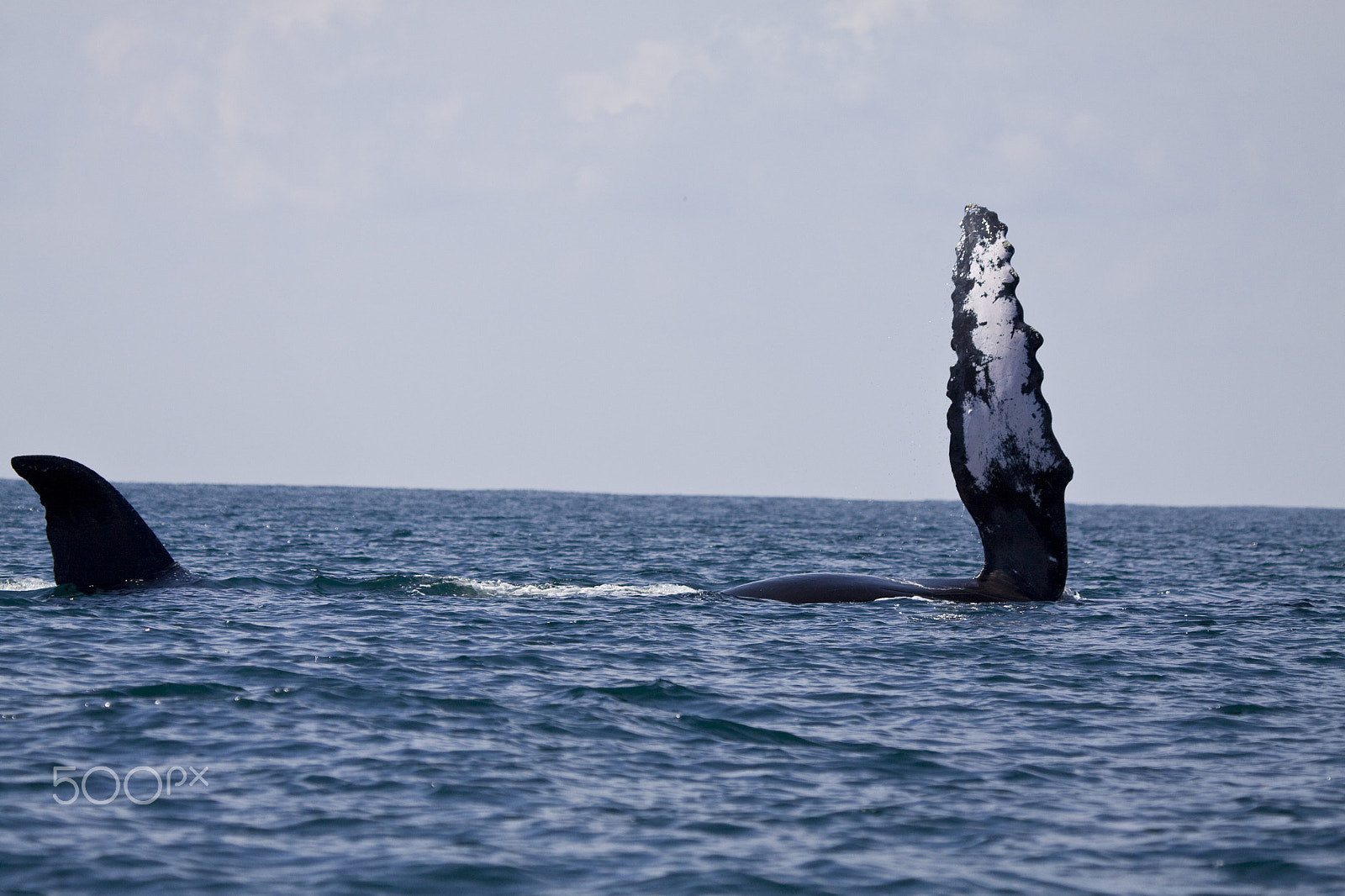 Canon EF 100-400mm F4.5-5.6L IS USM sample photo. Cruising photography