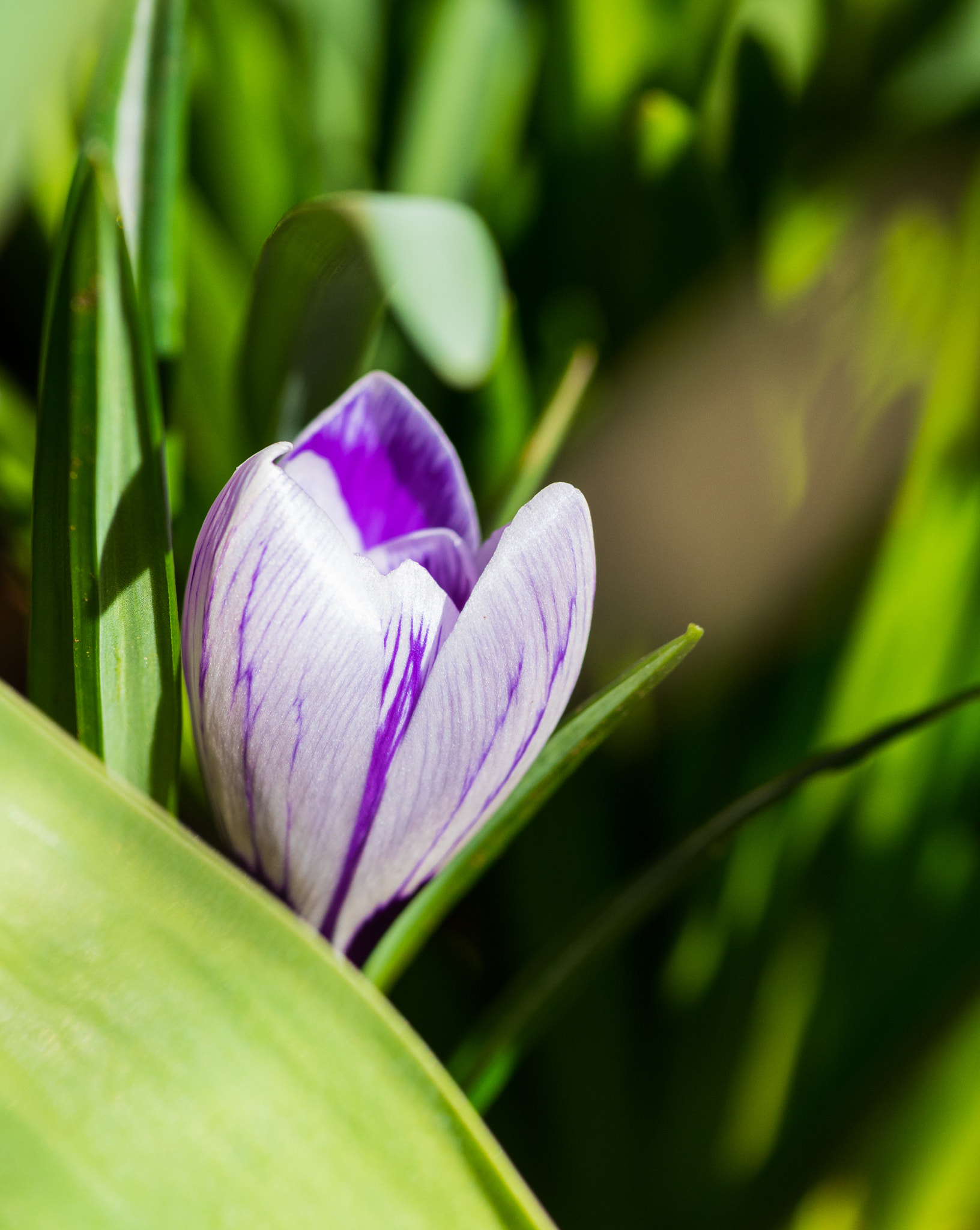 Nikon D750 + Tokina AT-X Pro 100mm F2.8 Macro sample photo. Peeking photography