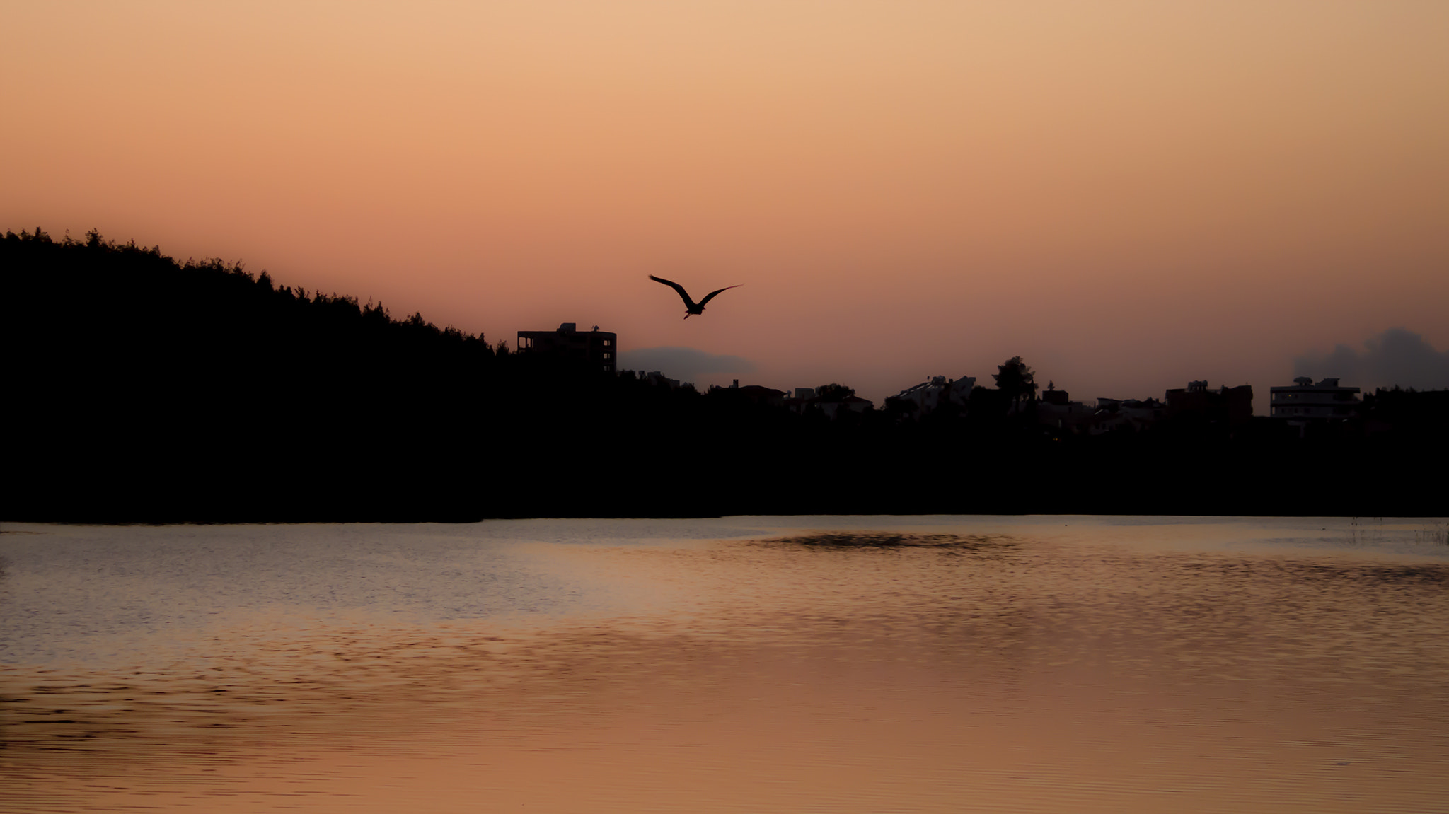 Sigma 70-300mm F4-5.6 APO DG Macro sample photo. Flying for freedom photography