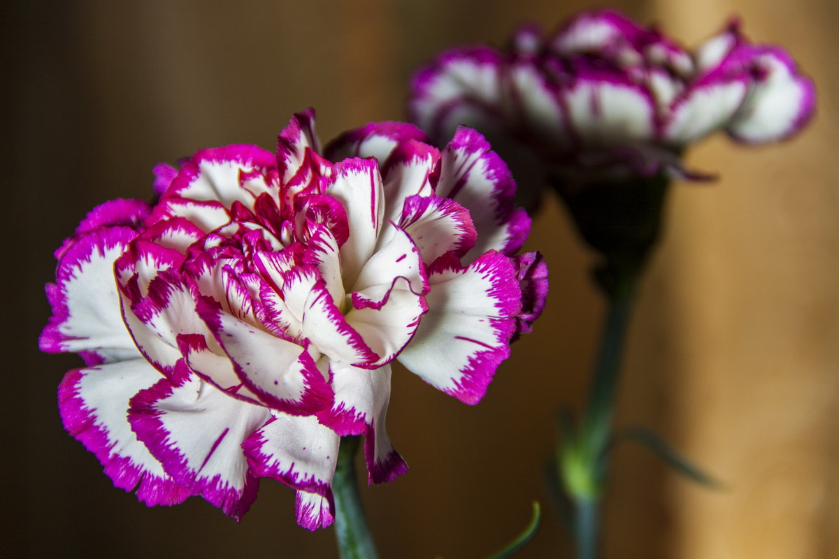 Canon EF-S 18-135mm F3.5-5.6 IS sample photo. Carnation photography