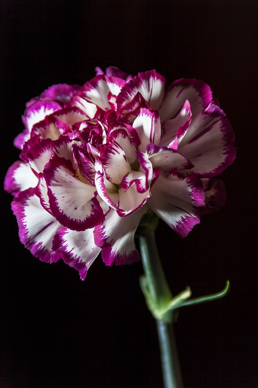 Canon EF-S 18-135mm F3.5-5.6 IS sample photo. Carnation photography