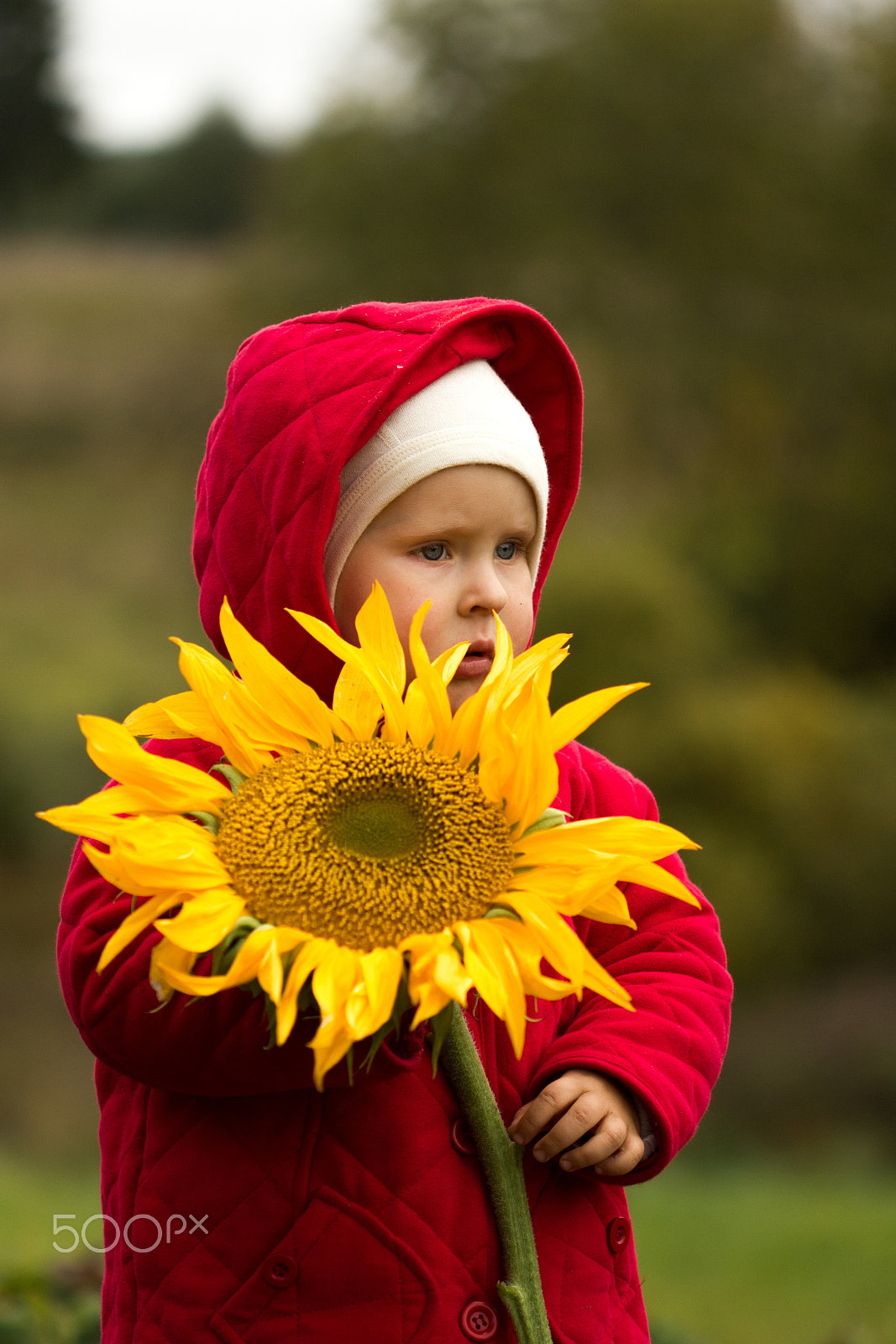 Canon EF 100mm F2.8 Macro USM sample photo. Sunflower photography
