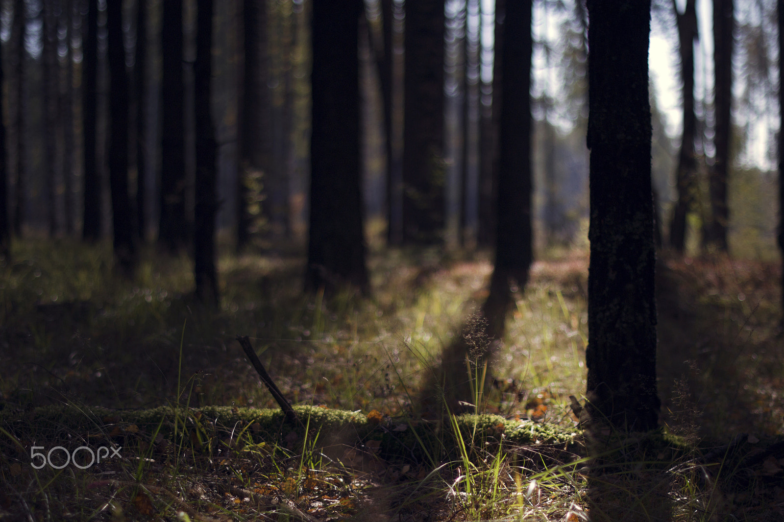 Nikon D3100 + Nikon AF-S Nikkor 50mm F1.4G sample photo. Wild nature of russia in the summer. photography