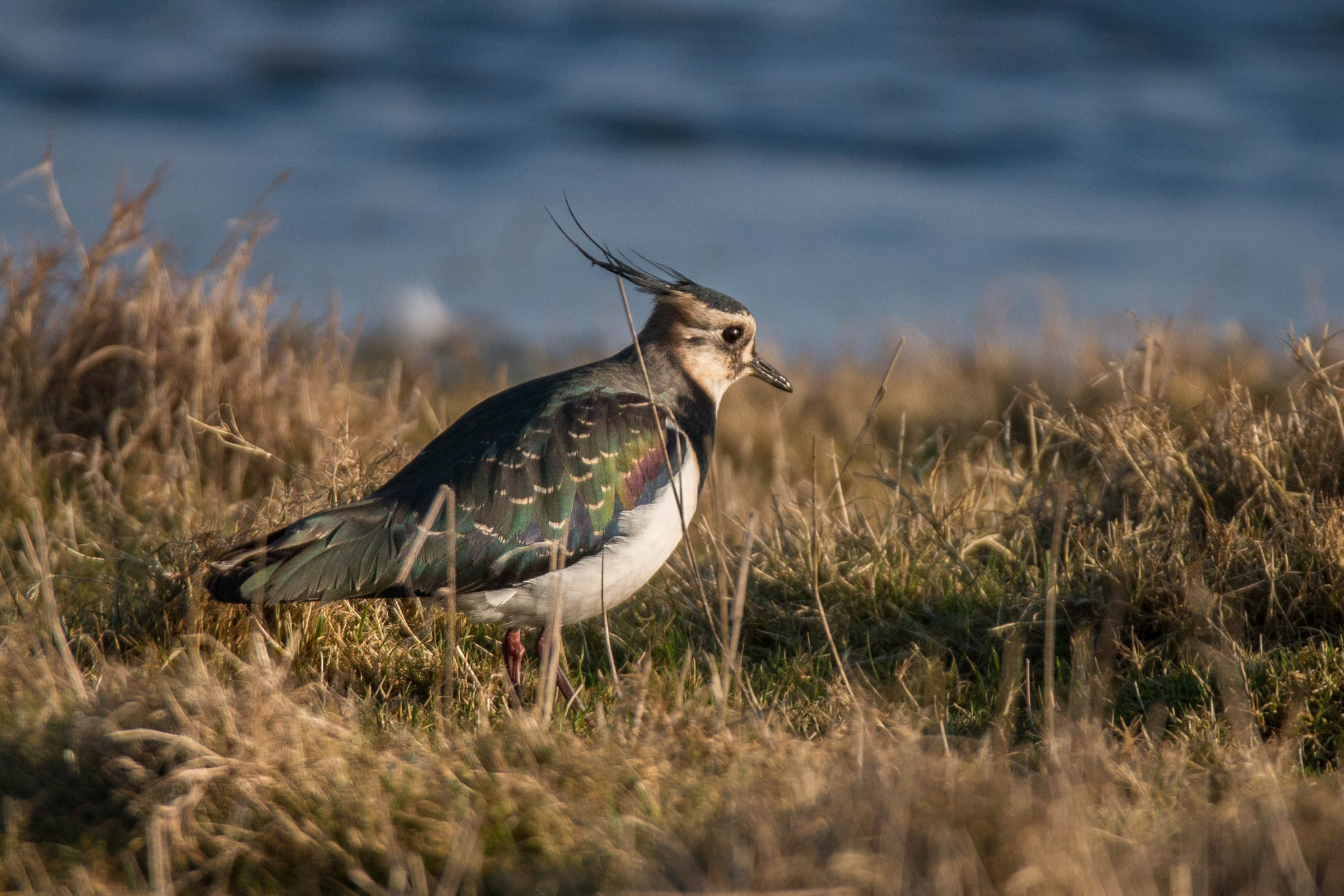 Canon EOS 70D sample photo. Lapwing in cley-next-the-sea photography