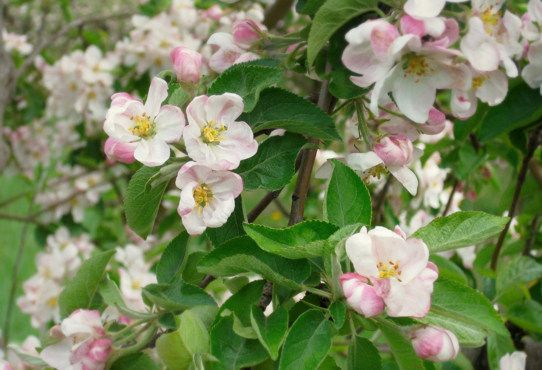 Canon PowerShot SD790 IS (Digital IXUS 90 IS / IXY Digital 95 IS) sample photo. Blooming apple tree photography