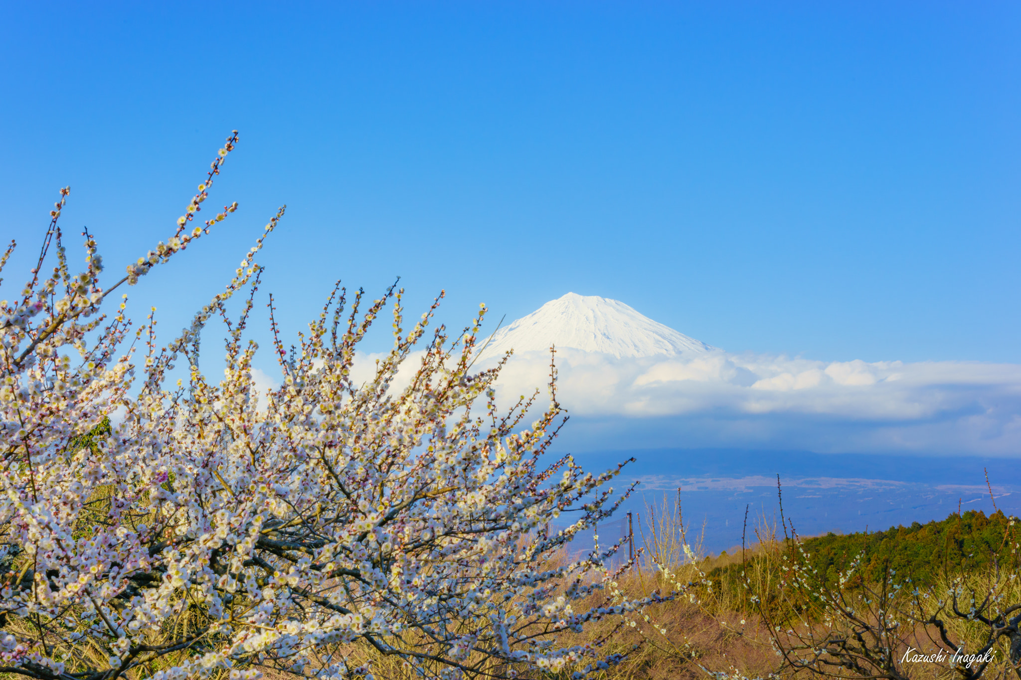 70-200mm F2.8 sample photo. Fuji mountain and japanese plum photography