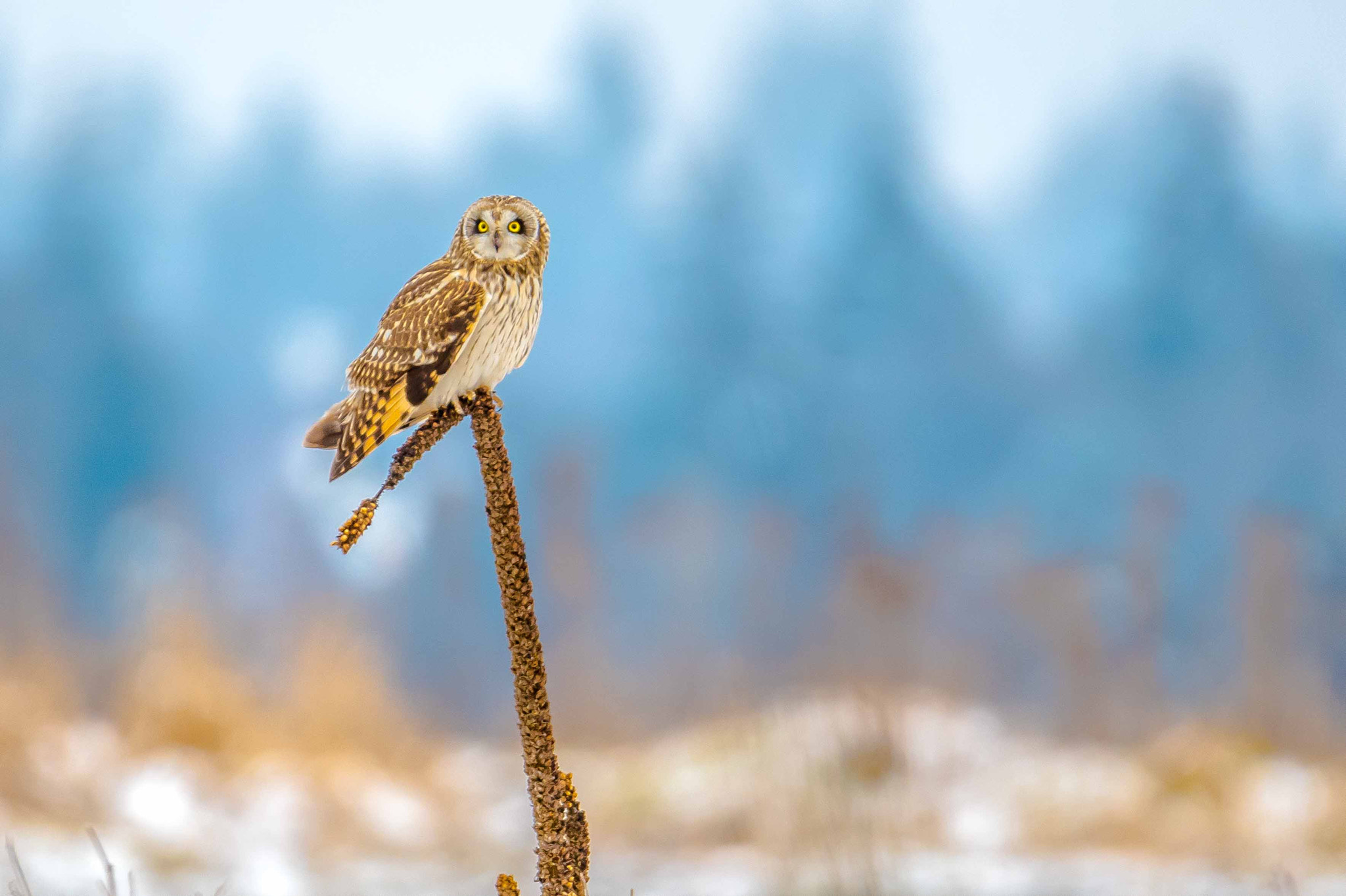Sigma 150-600mm F5-6.3 DG OS HSM | S sample photo. Dsc photography