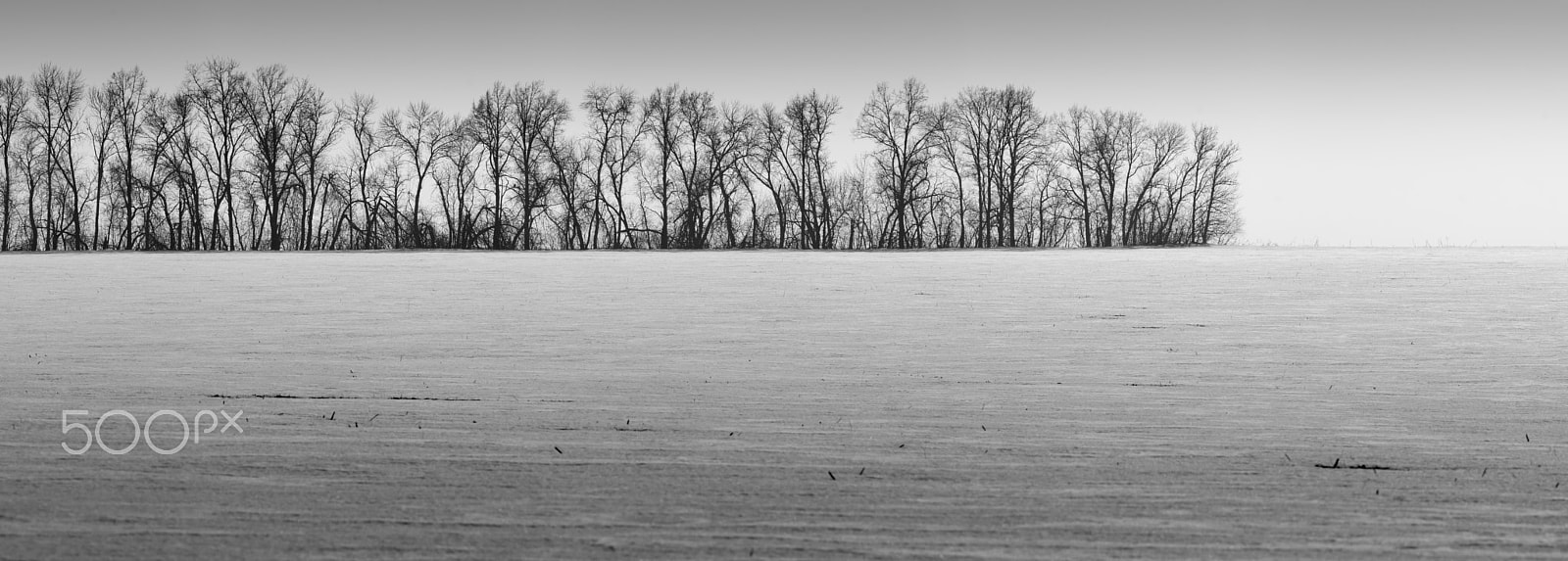 Nikon D3100 + Nikon AF-S Nikkor 70-300mm F4.5-5.6G VR sample photo. Trees line photography