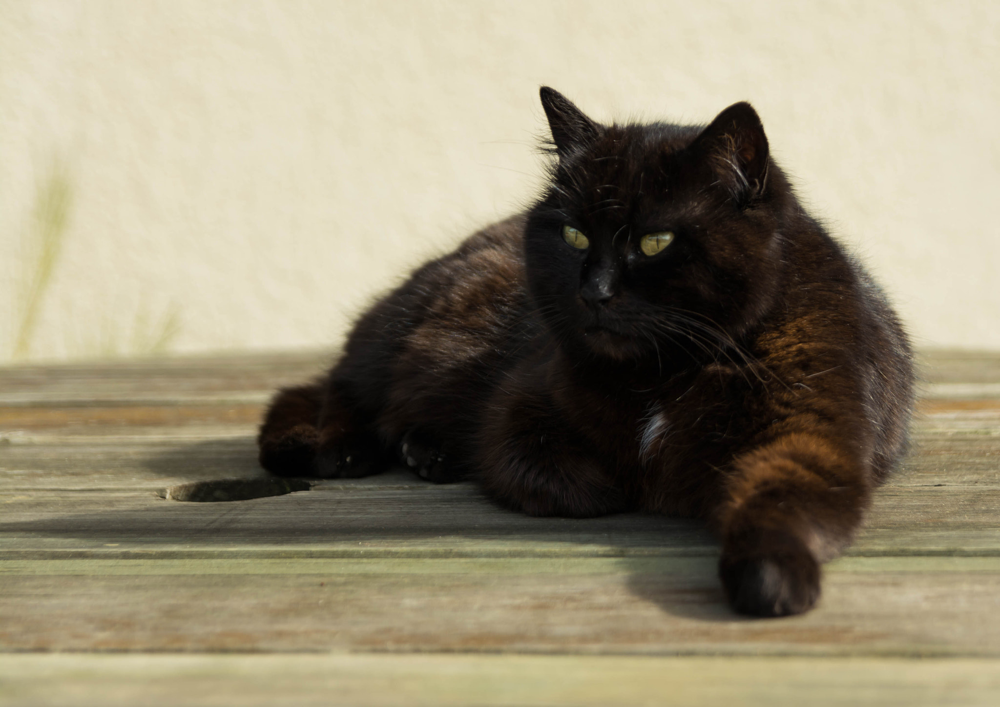 Sigma 17-50mm F2.8 EX DC OS HSM sample photo. Cat photography