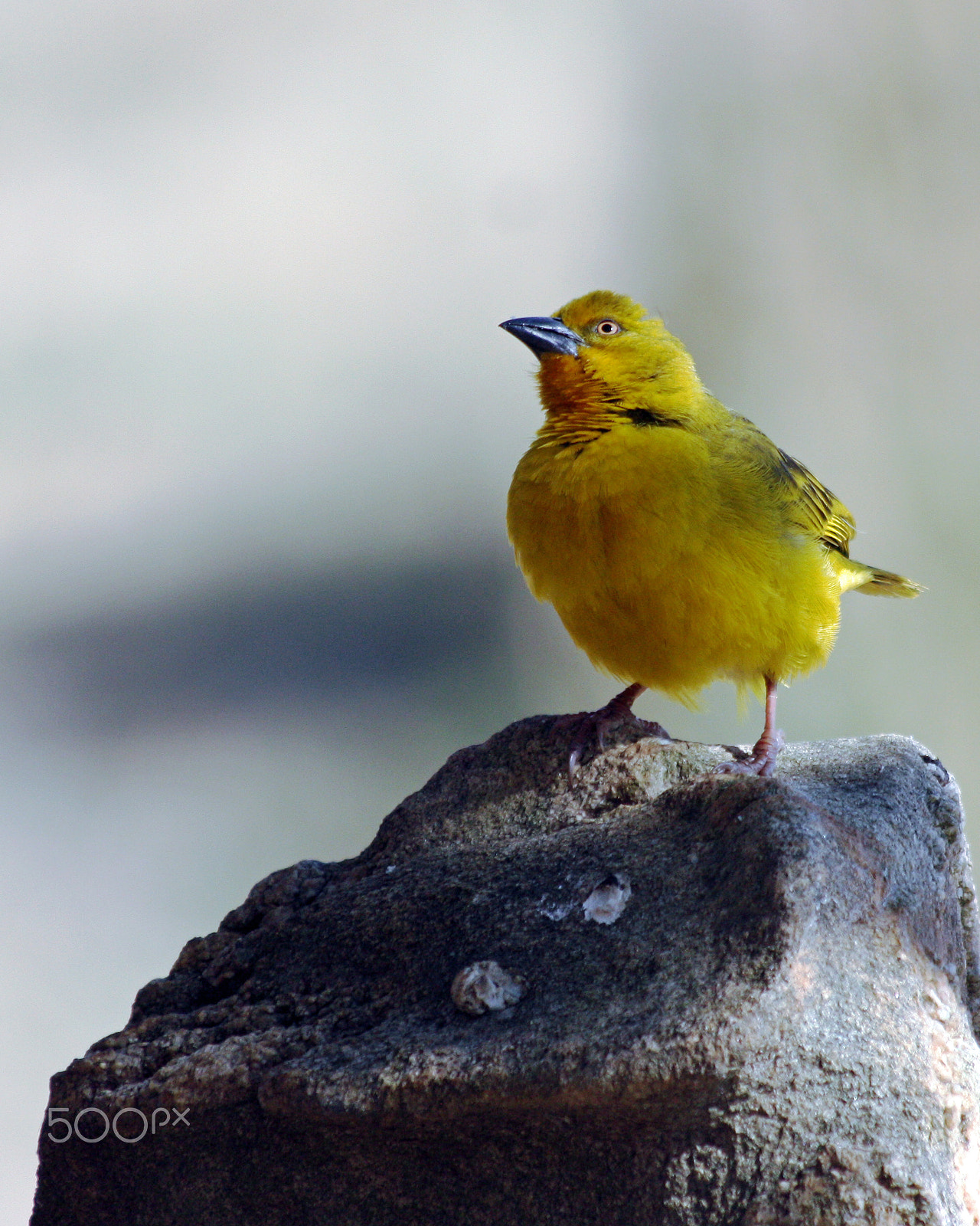 Canon EOS 450D (EOS Rebel XSi / EOS Kiss X2) sample photo. Holub's golden weaver photography